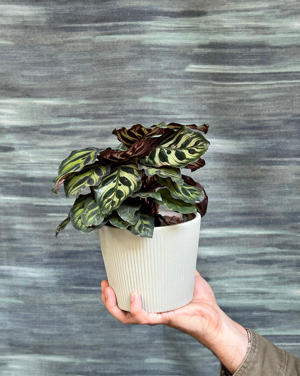 Calathea makoyana also called Peacock Plant and Cathedral Windows, styled as a premium indoor plant gift in Delhi by Planterie plant studio in Delhi, ideal indoor plant gifts for housewarming in Delhi and plant gifting near me Delhi