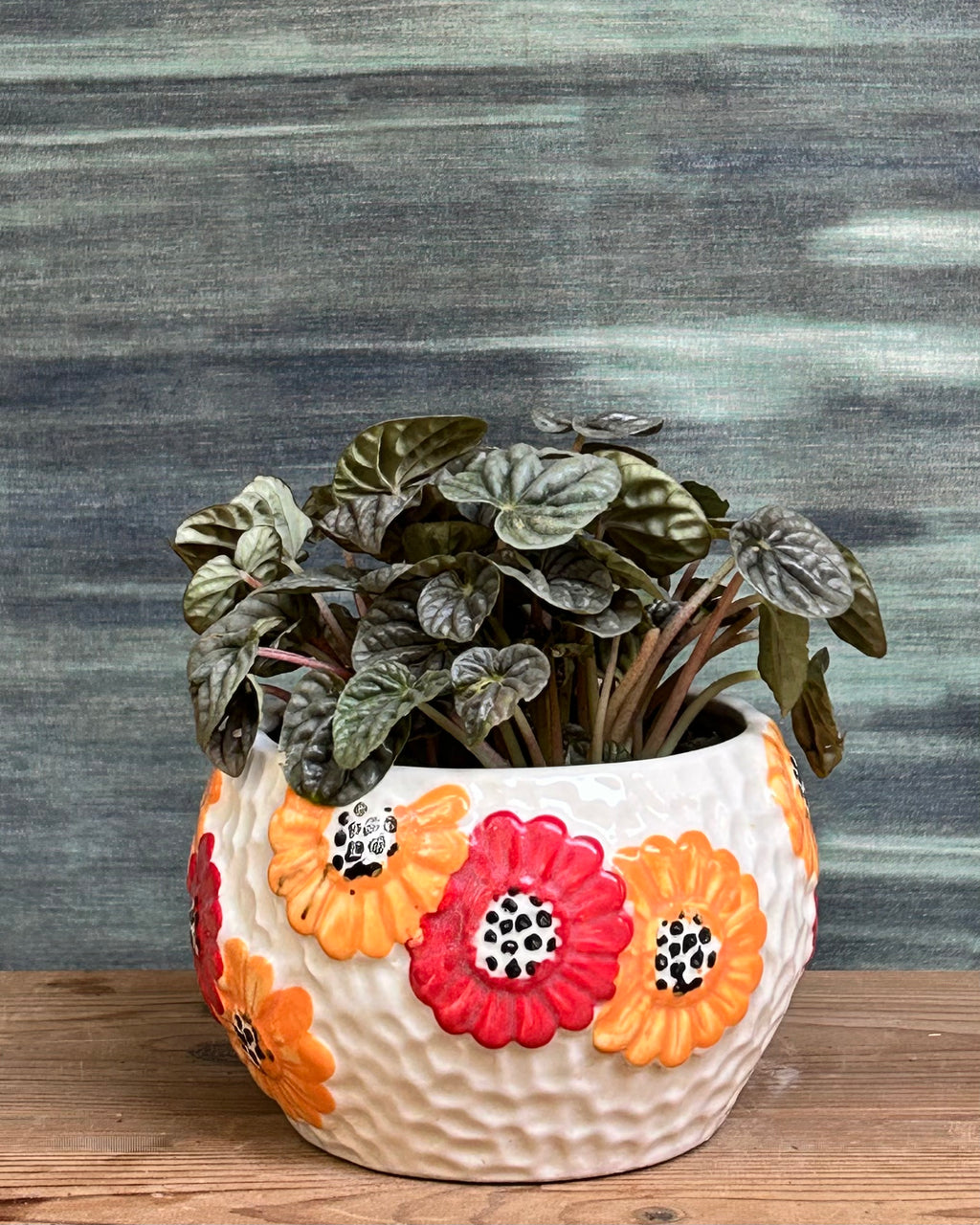 Peperomia Caperata Green indoor plant with textured heart-shaped leaves in a Floral Bowl from Planterie Delhi