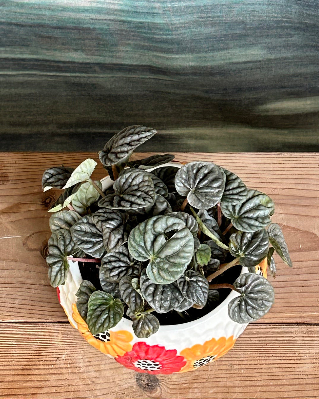 Peperomia Caperata Green giftable indoor plant with crinkled emerald foliage from Planterie