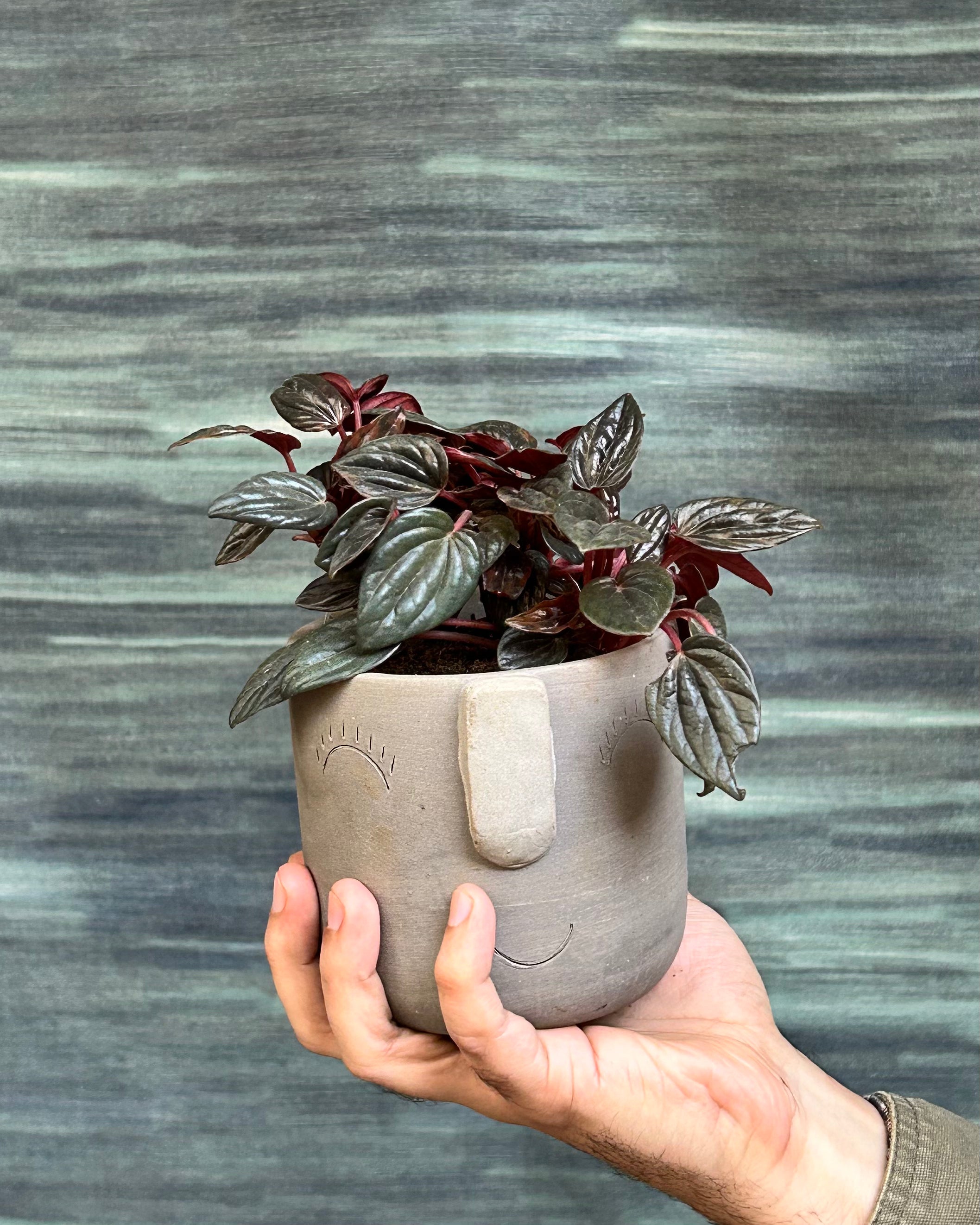 Peperomia caperata Rosso small indoor plant placed on desks and shelves in Indian homes