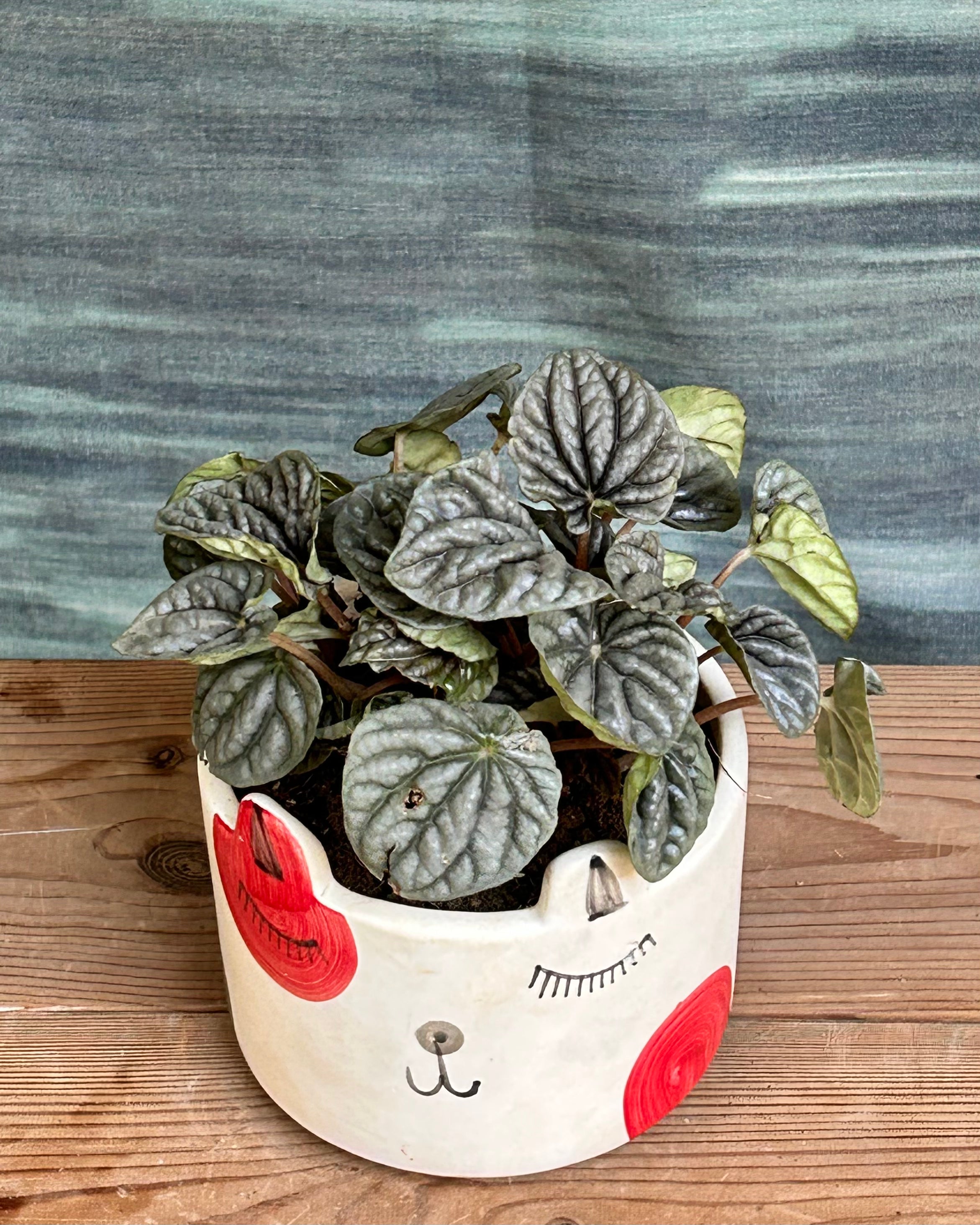 Peperomia Green small pet-friendly houseplant suitable for bright indoor corners in Indian homes