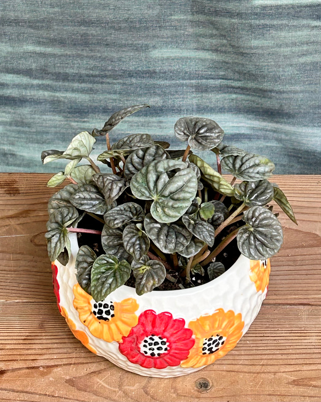 Peperomia Green small pet-friendly indoor plant suitable for bright, indirect light in Indian homes