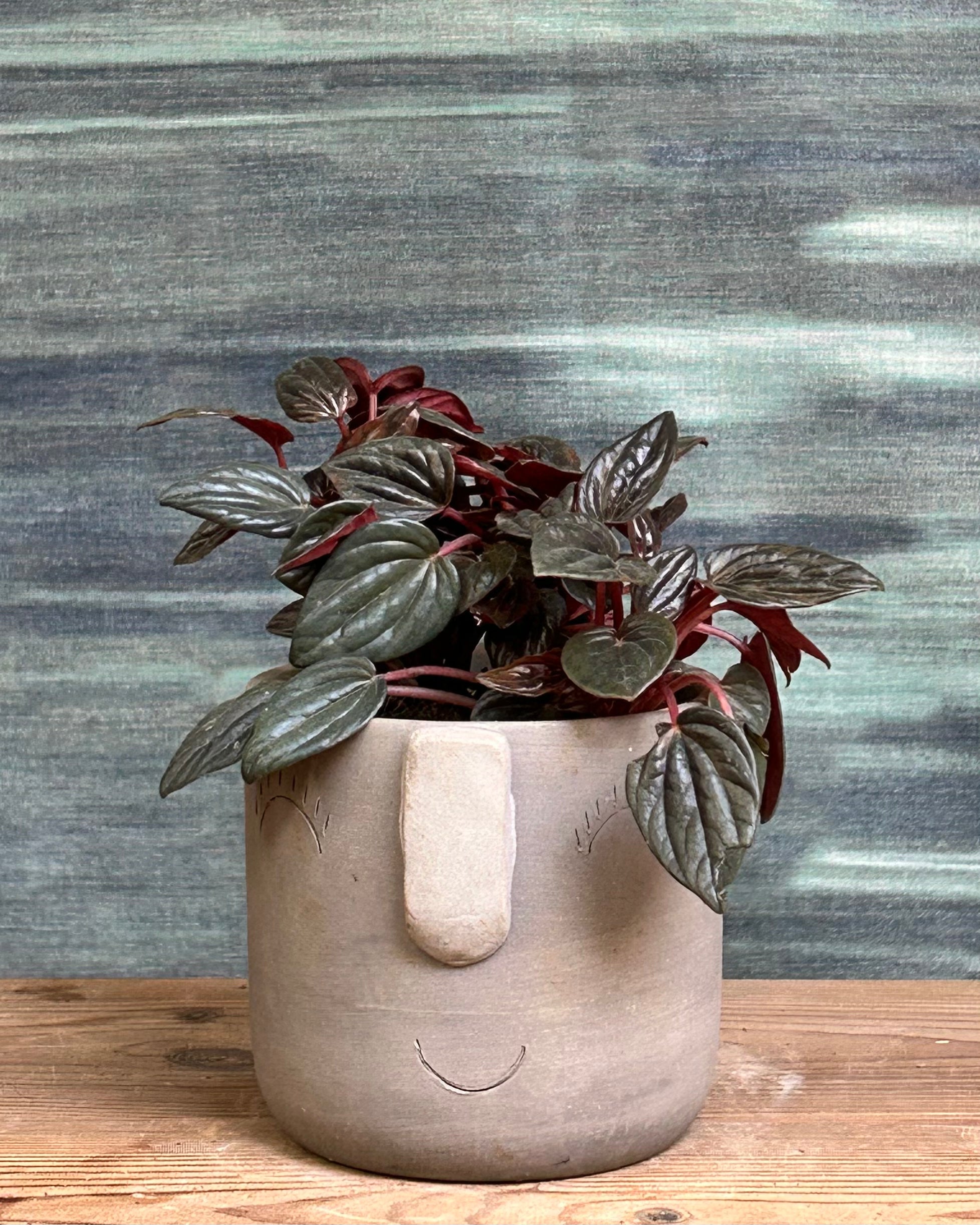 Peperomia Rosso indoor plant with rippled green leaves and burgundy undersides in a cement face pot from Planterie Delhi