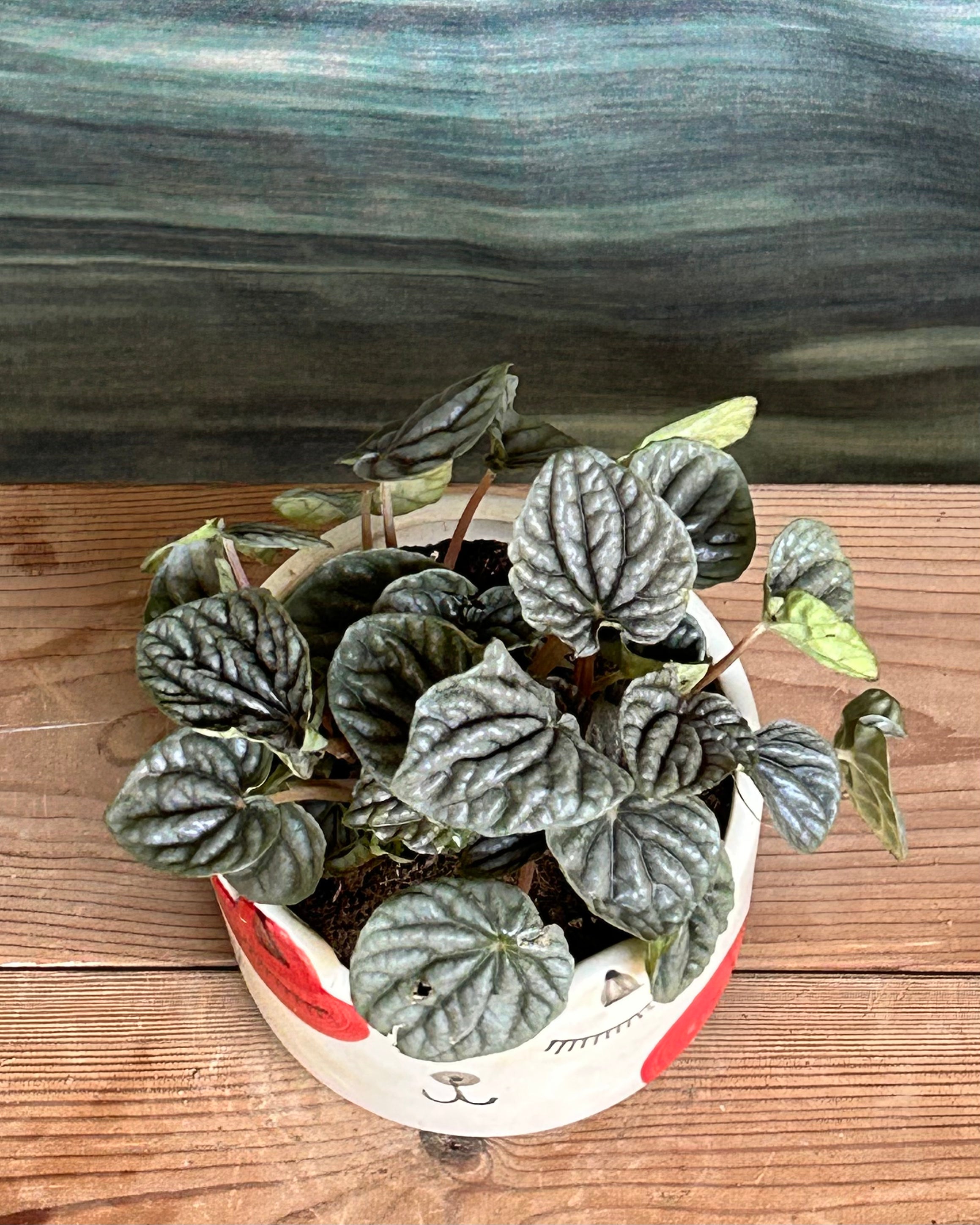Peperomia Carperata Green in Cat Face