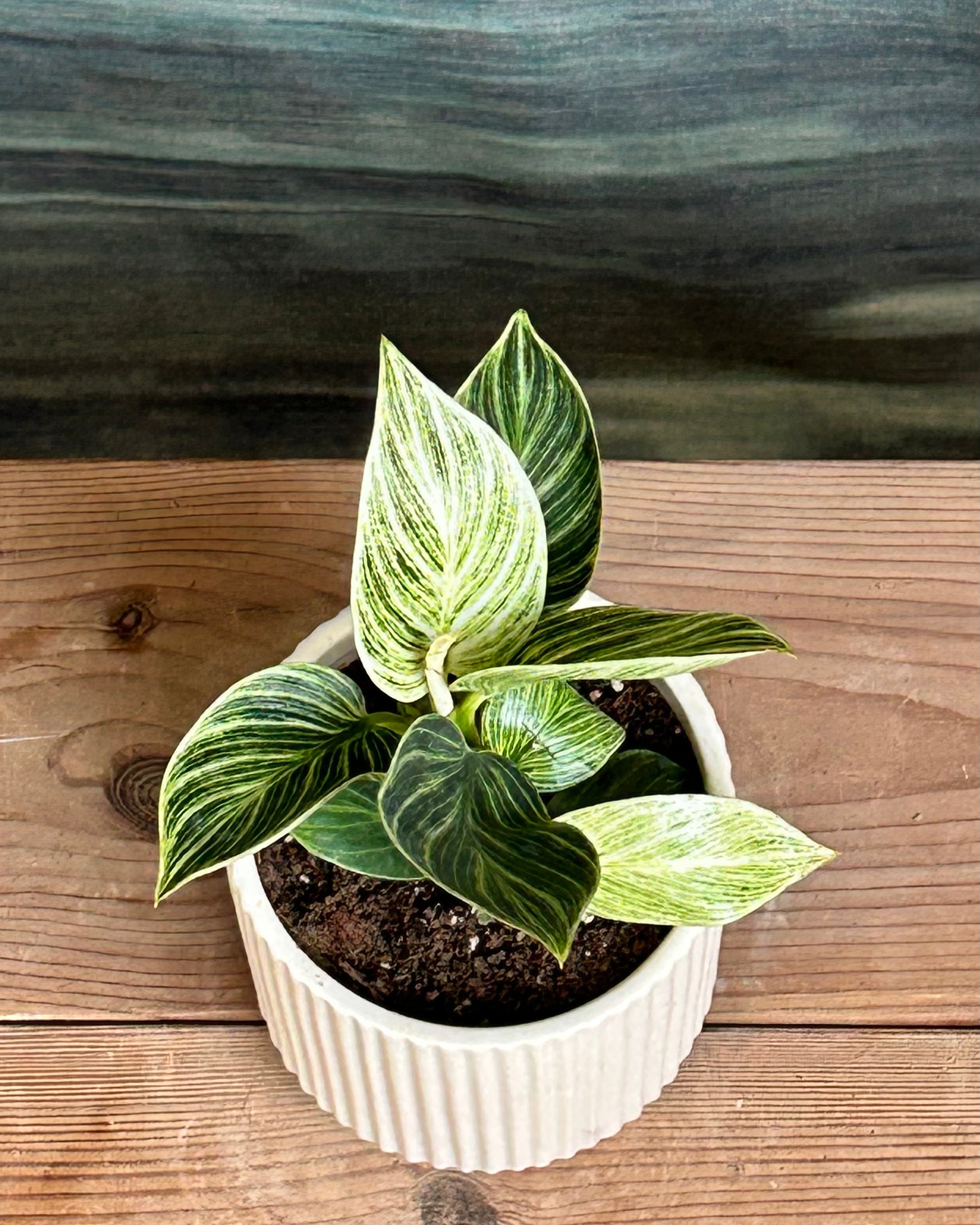 Philodendron Birkin low maintenance variegated houseplant that works well as a stylish green gift