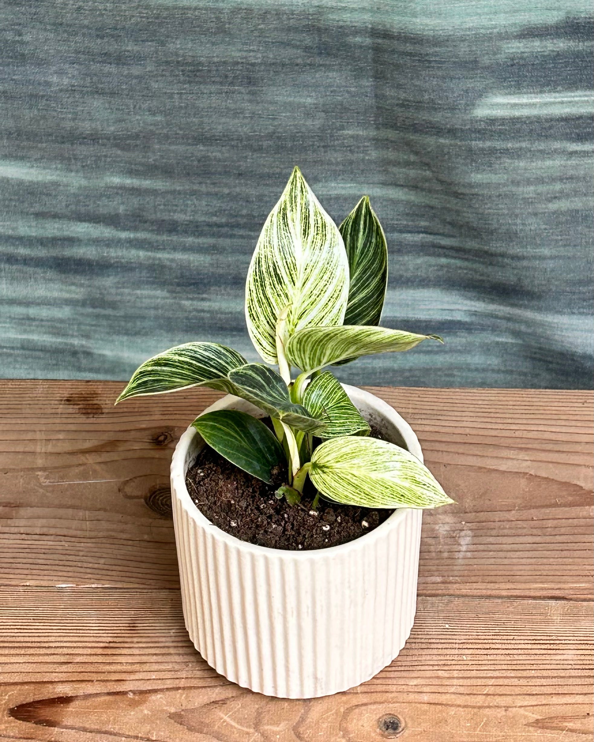 Philodendron Birkin tabletop indoor plant placed on a work desk and shelf for modern home decor