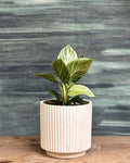 Philodendron Birkin variegated indoor plant with dark green leaves and white pinstripes from Planterie Delhi