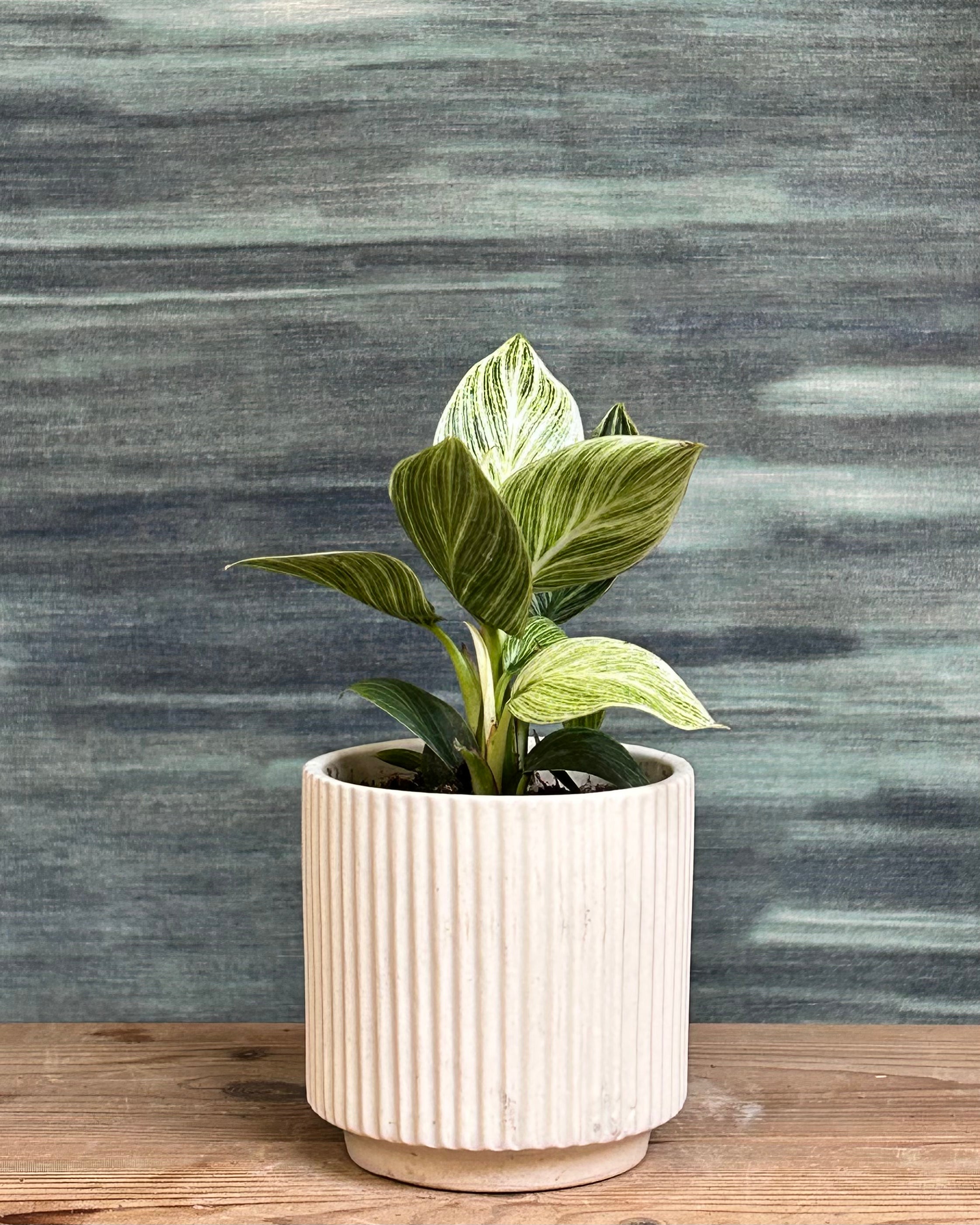 Philodendron Birkin variegated indoor plant with dark green leaves and white pinstripes from Planterie Delhi