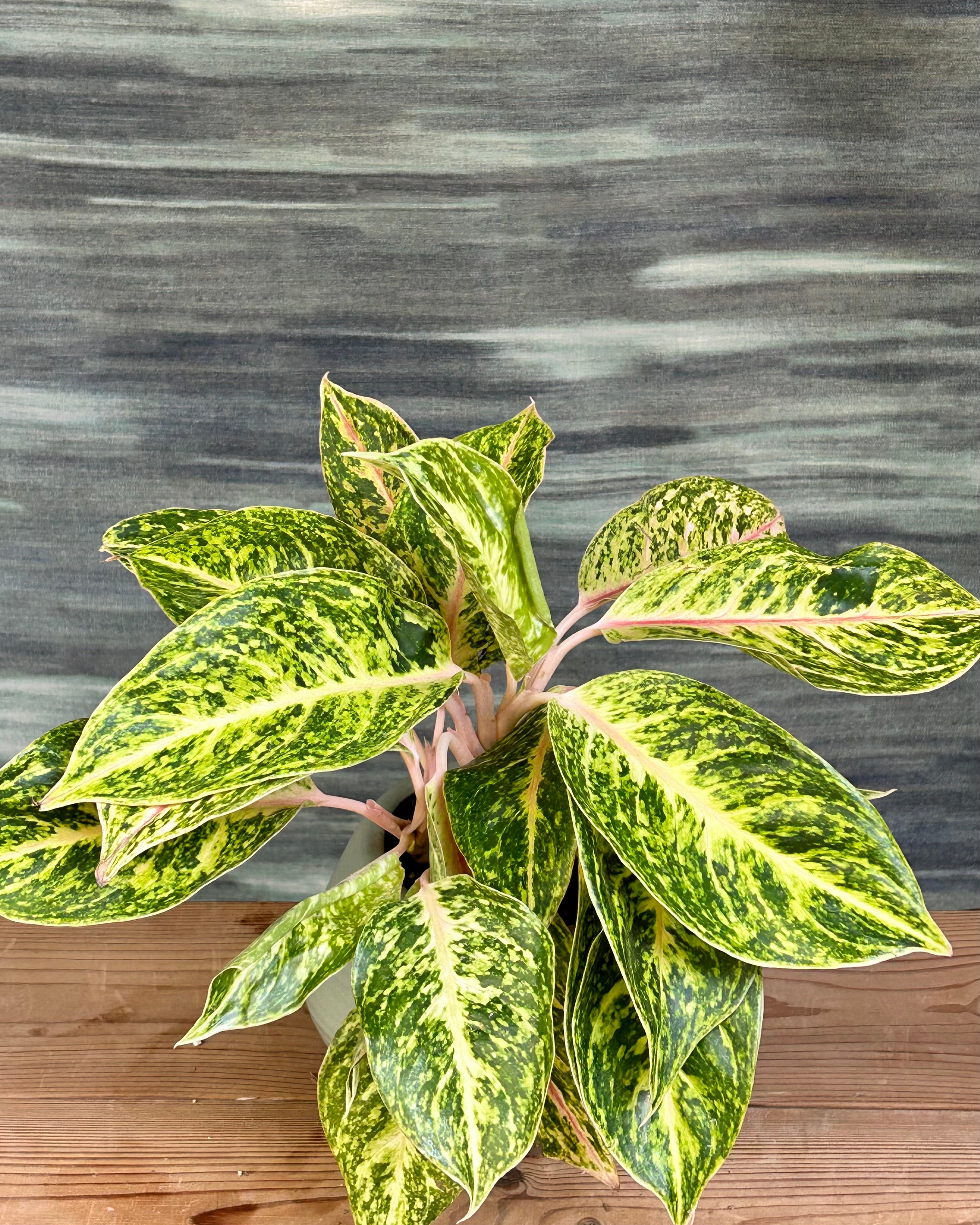 aglaonema india Aglaonema Firework Pink Indoor Plant for Homes & Offices in Delhi