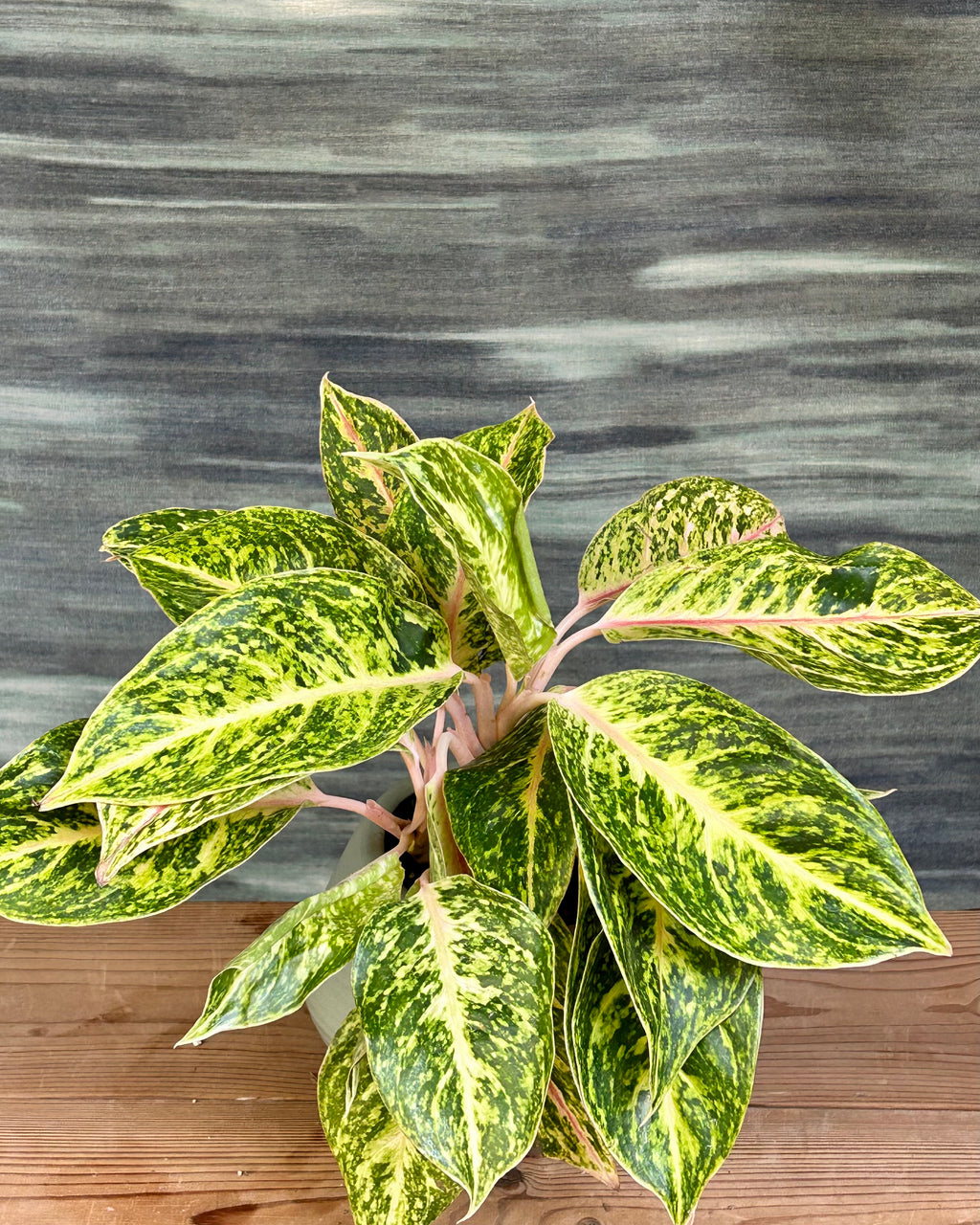 Pink and green Aglaonema Firework, an easy low maintenance indoor plant for beginners in India, ideal for AC rooms, living rooms and shaded corners