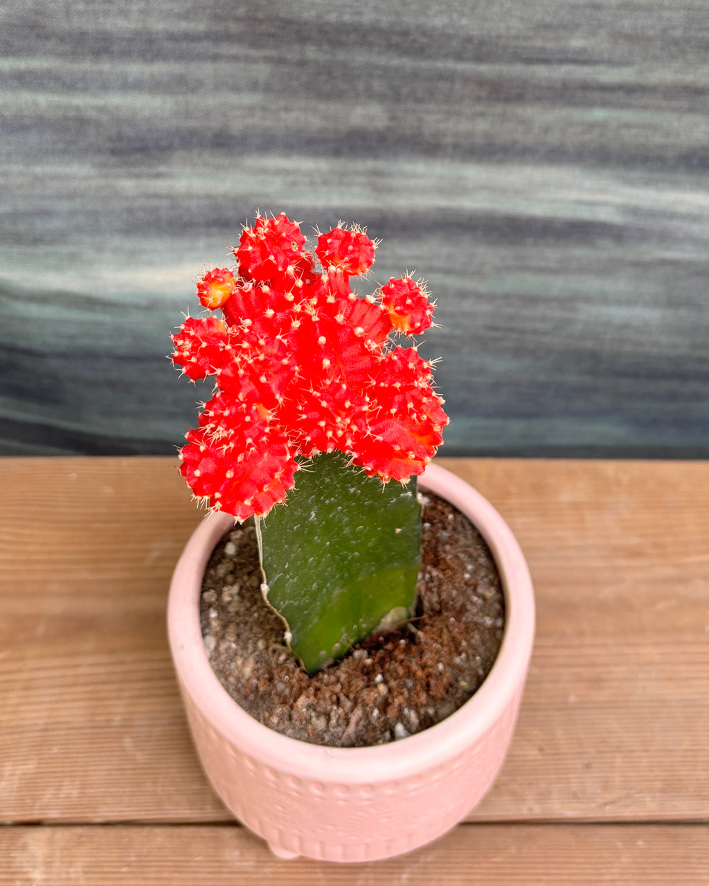 Orange Moon Cactus in blush pink mandala ceramic pot – low-maintenance cactus indoor plant for gifting, table-top plant for bedside table, eco-friendly plant gift from Planterie Delhi, bright light plant for Indian homes