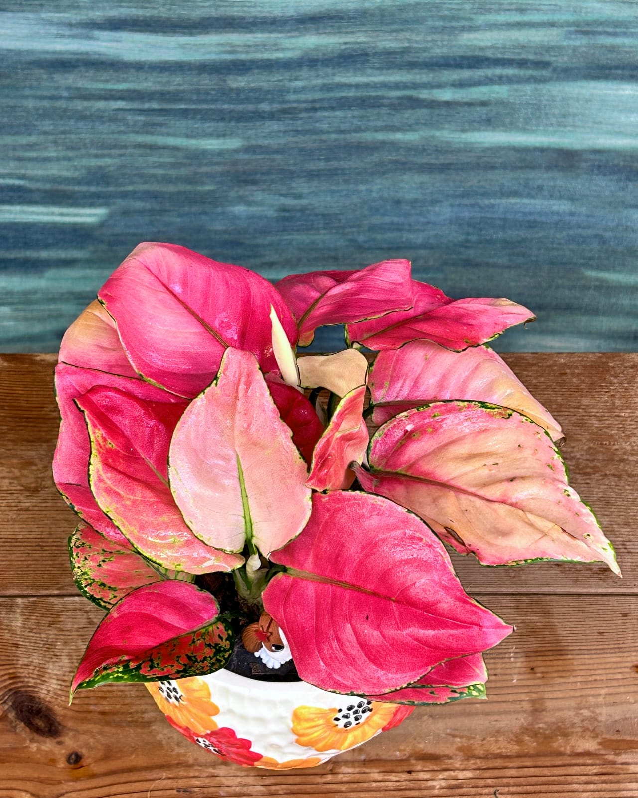Easy low maintenance Aglaonema Red-Pink pink and red leaf indoor plant in floral bowl, best indoor plants for homes in Delhi and beginners in Indian homes