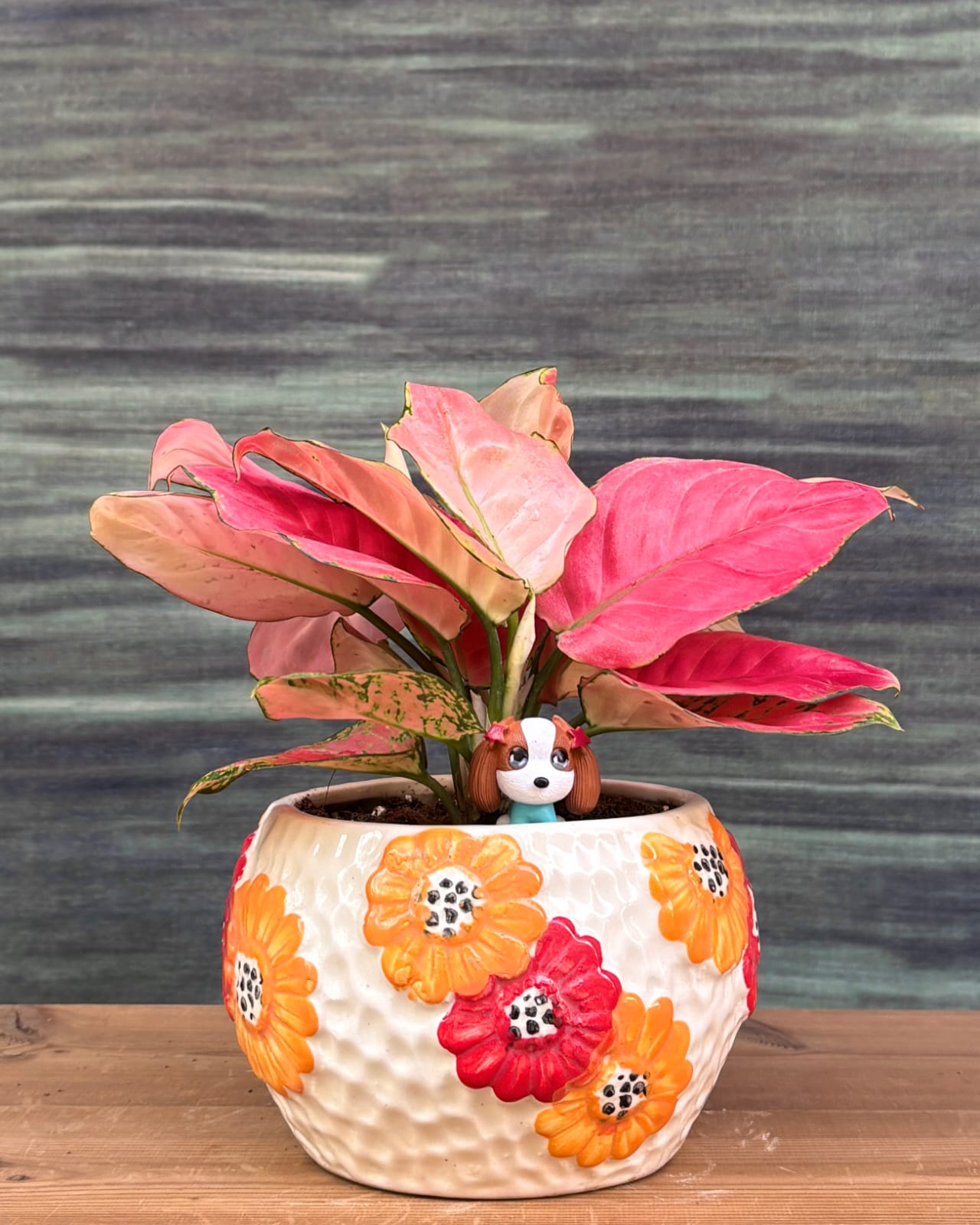 Aglaonema Red-Pink pink leaf indoor plant in handcrafted floral bowl ceramic, low maintenance indoor plant for Delhi homes and small Indian apartments