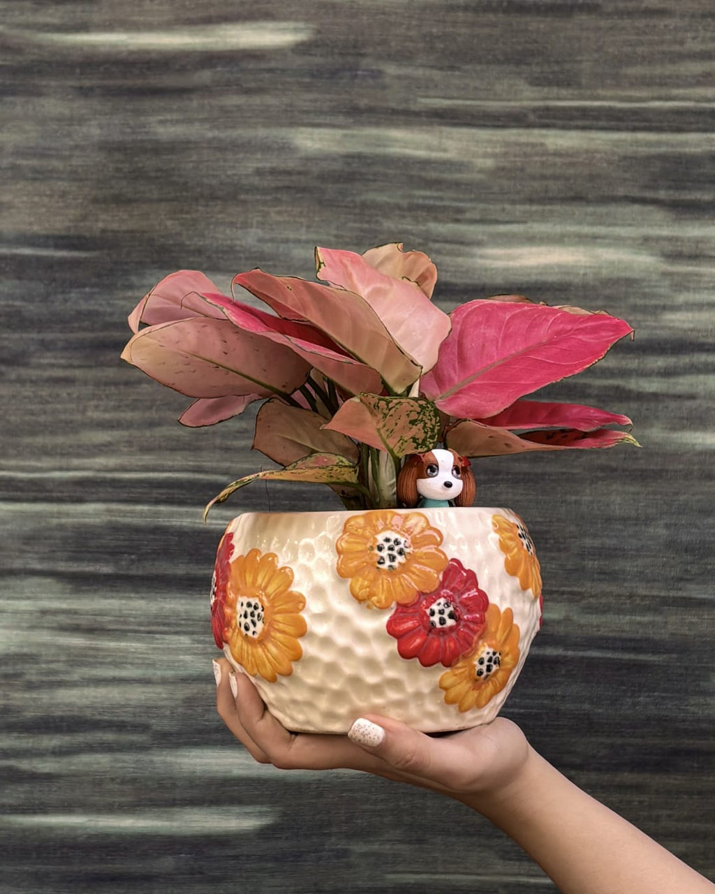 Pink leaf Aglaonema Red-Pink in floral bowl planter from Planterie Delhi, premium plant gift for housewarming and indoor plant gifting in Delhi