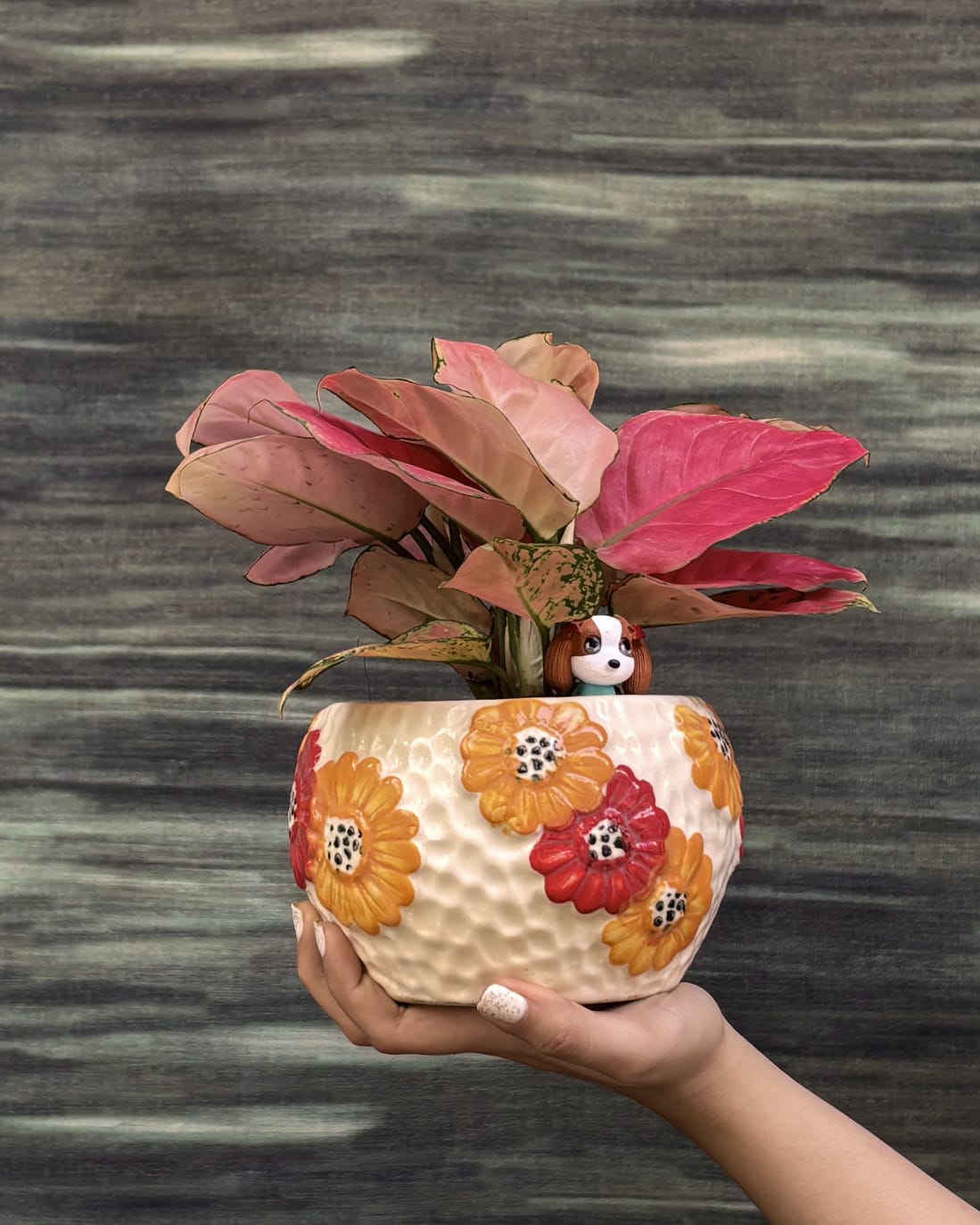 Pink leaf Aglaonema Red-Pink in floral bowl planter from Planterie Delhi, premium plant gift for housewarming and indoor plant gifting in Delhi