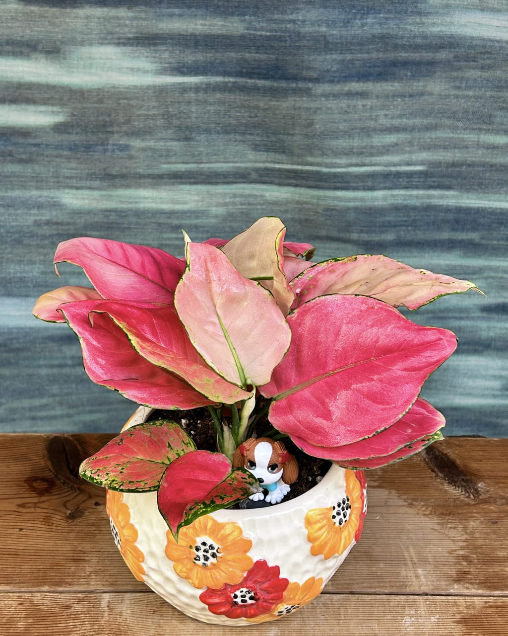 Aglaonema Red-Pink floral bowl table top plant arrangement for centre table and living room styling in modern Delhi homes