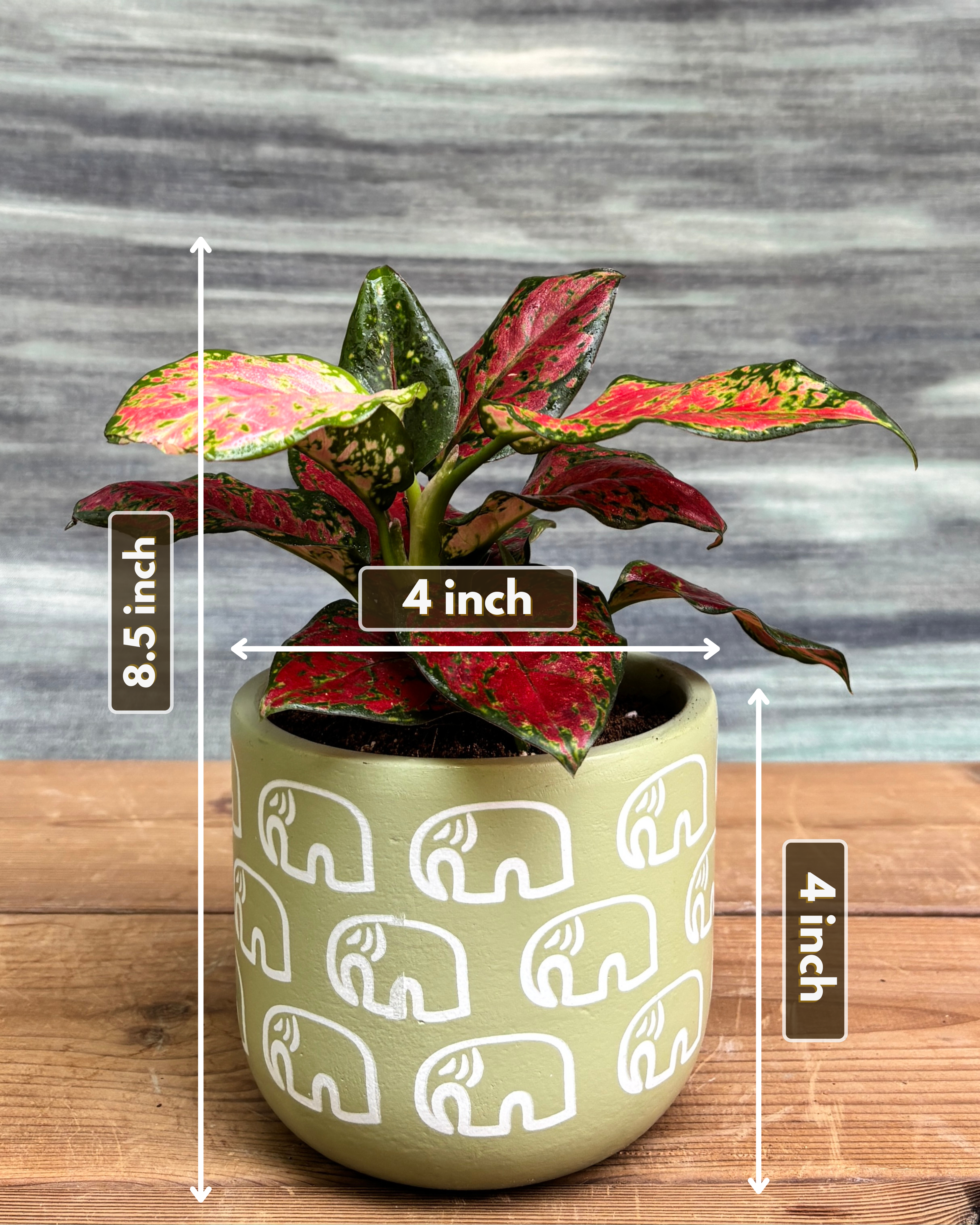 Dimensions of Aglaonema Red-Pink in Green Elephant from Planterie, showing the glossy deep-green leaves with vibrant red-pink veins and the distinctive Green Elephant pot design, highlighting the plant's elegant colorful indoor beauty perfect for Indian homes and plant gifts in Delhi