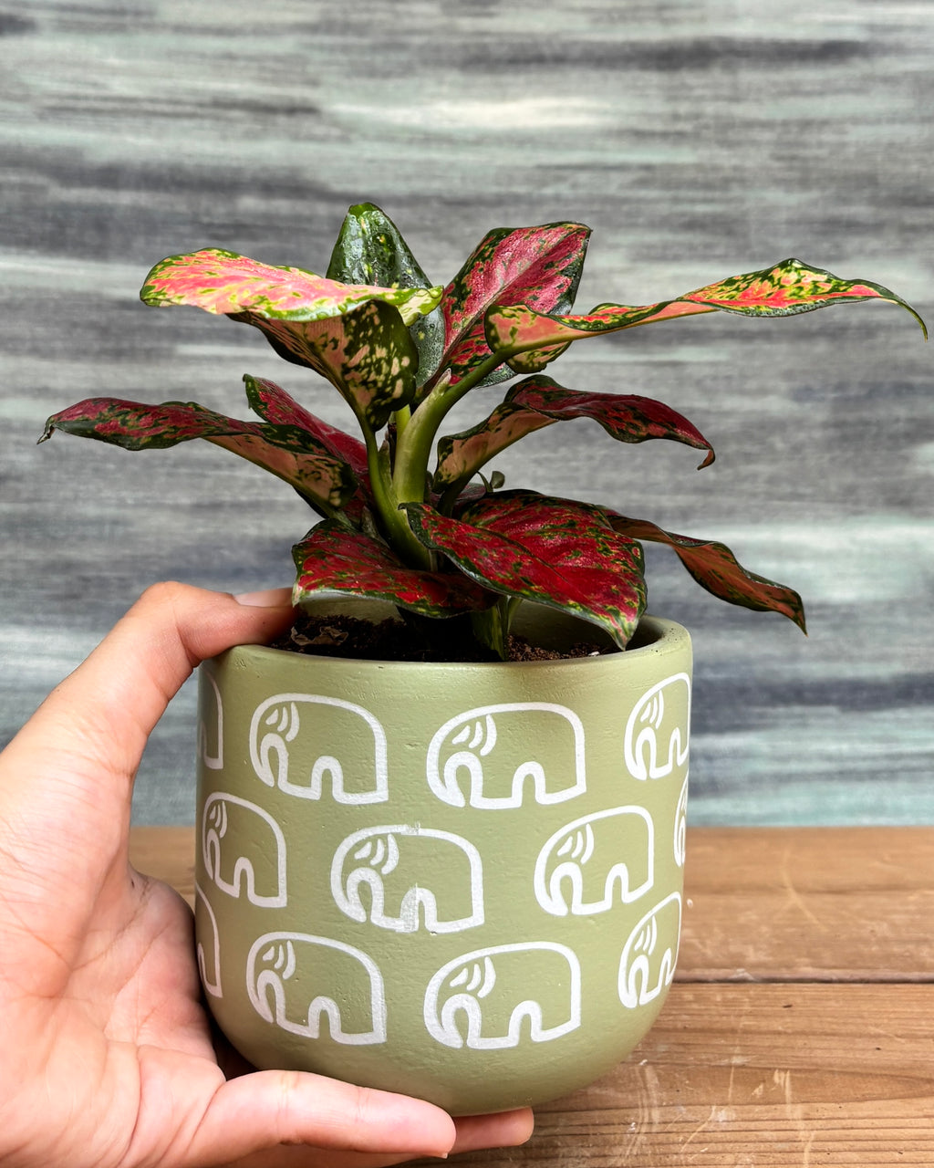 Elegant Aglaonema Red-Pink in a Green Elephant pot from Planterie, ideal as a tabletop plant for living rooms, work desks and bedside tables, adding a vibrant, colorful touch to modern Indian homes
