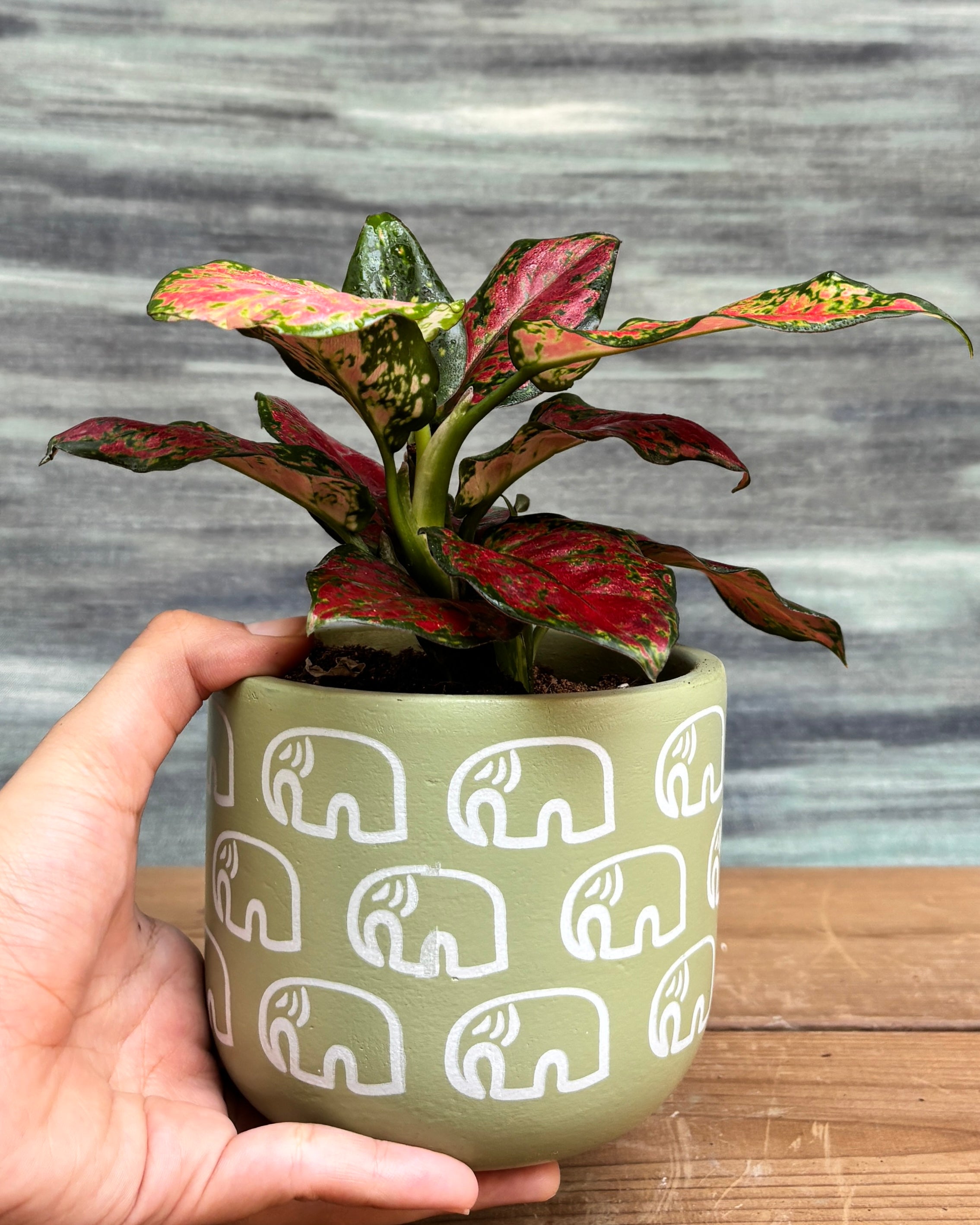 Elegant Aglaonema Red-Pink in a Green Elephant pot from Planterie, ideal as a tabletop plant for living rooms, work desks and bedside tables, adding a vibrant, colorful touch to modern Indian homes