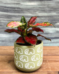 Aglaonema Red-Pink in Green Elephant from Planterie, a graceful indoor plant with glossy green leaves and vibrant red-pink hues potted in a unique Green Elephant pot, perfect as an indoor flowering plant for homes in Delhi and plant gifts in Delhi