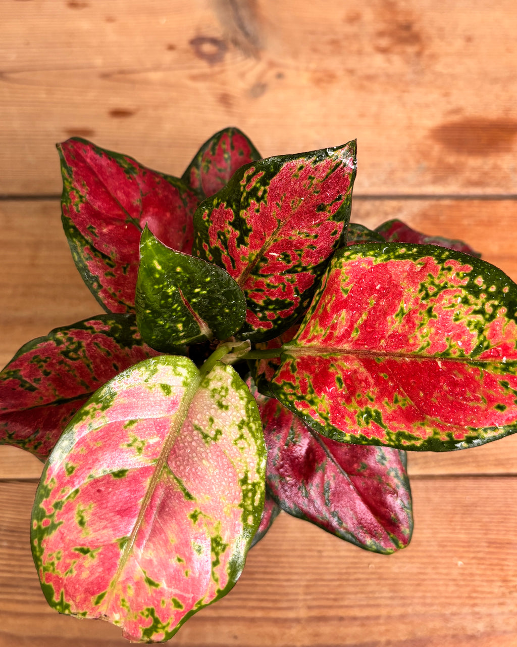 Aglaonema Red-Pink in Green Elephant, a low light tolerant, air purifying indoor plant that helps freshen indoor air and thrives in bright indirect light or medium light corners in Indian apartments and offices