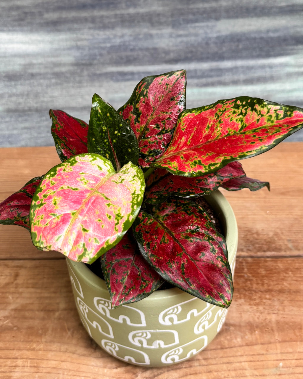 Aglaonema Red-Pink in Green Elephant from Planterie, a thoughtful indoor plant gift for housewarming, birthdays and corporate gifting in Delhi, available as indoor plants online India with care tips for beginners