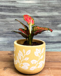 Aglaonema Red-Pink in Yellow Basil from Planterie, a graceful indoor plant with glossy green leaves and vibrant red-pink hues potted in a bright Yellow Basil pot, perfect as an indoor plant for homes in Delhi and plant gifts in Delhi