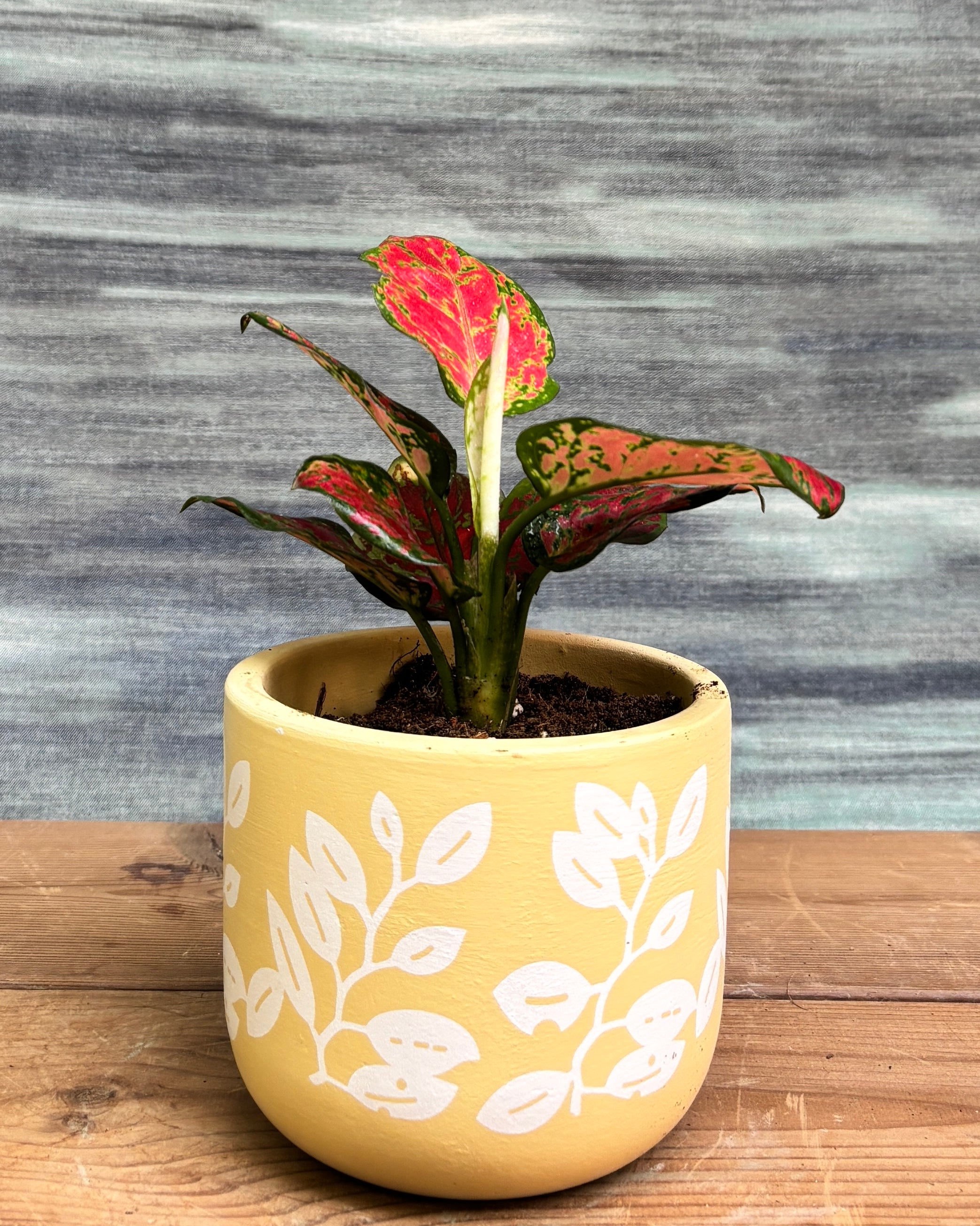 Aglaonema Red-Pink in Yellow Basil from Planterie, a graceful indoor plant with glossy green leaves and vibrant red-pink hues potted in a bright Yellow Basil pot, perfect as an indoor plant for homes in Delhi and plant gifts in Delhi
