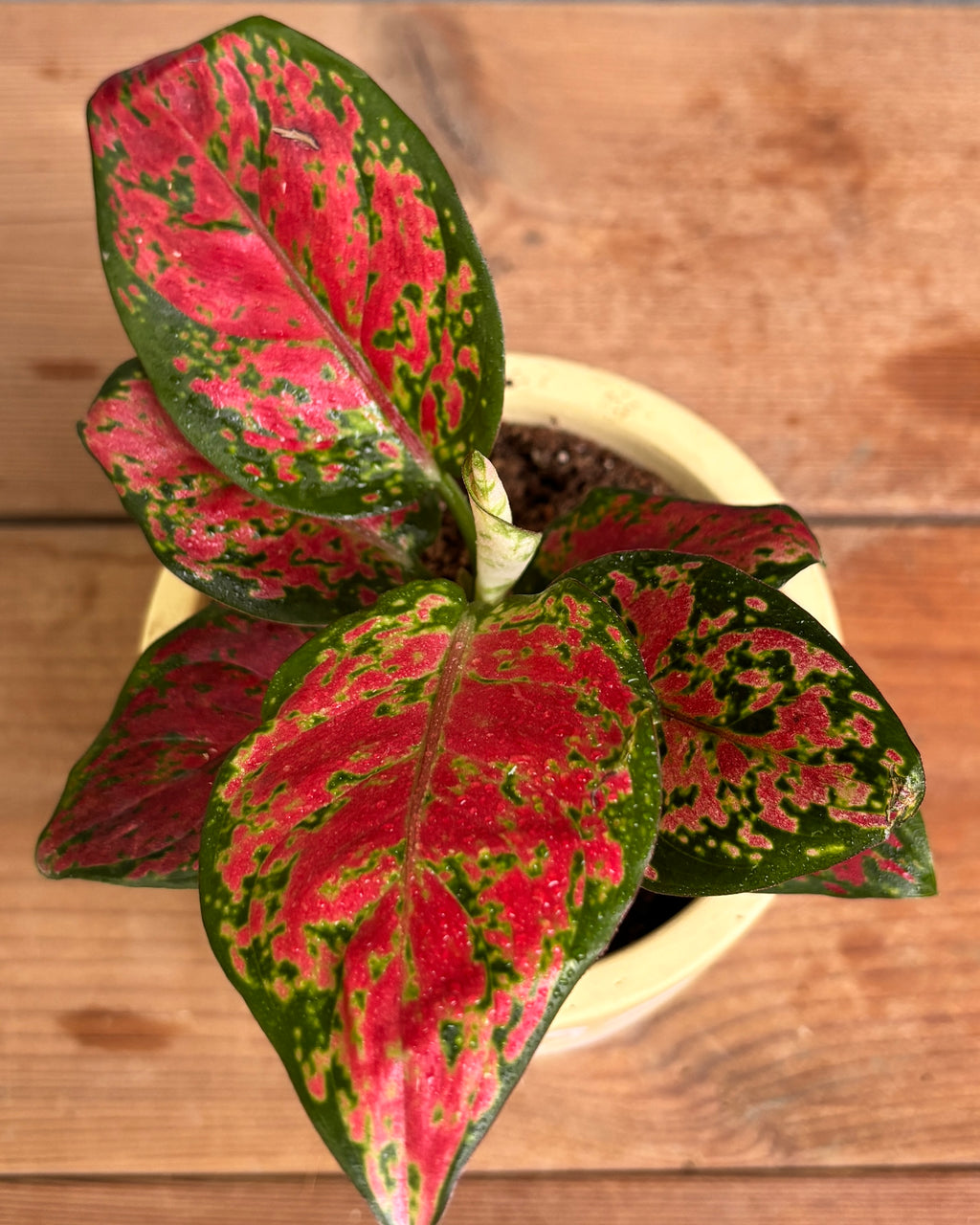 Aglaonema Red-Pink in Yellow Basil, a low light tolerant, air purifying indoor plant that helps freshen indoor air and thrives in bright indirect light or medium light corners in Indian apartments and offices