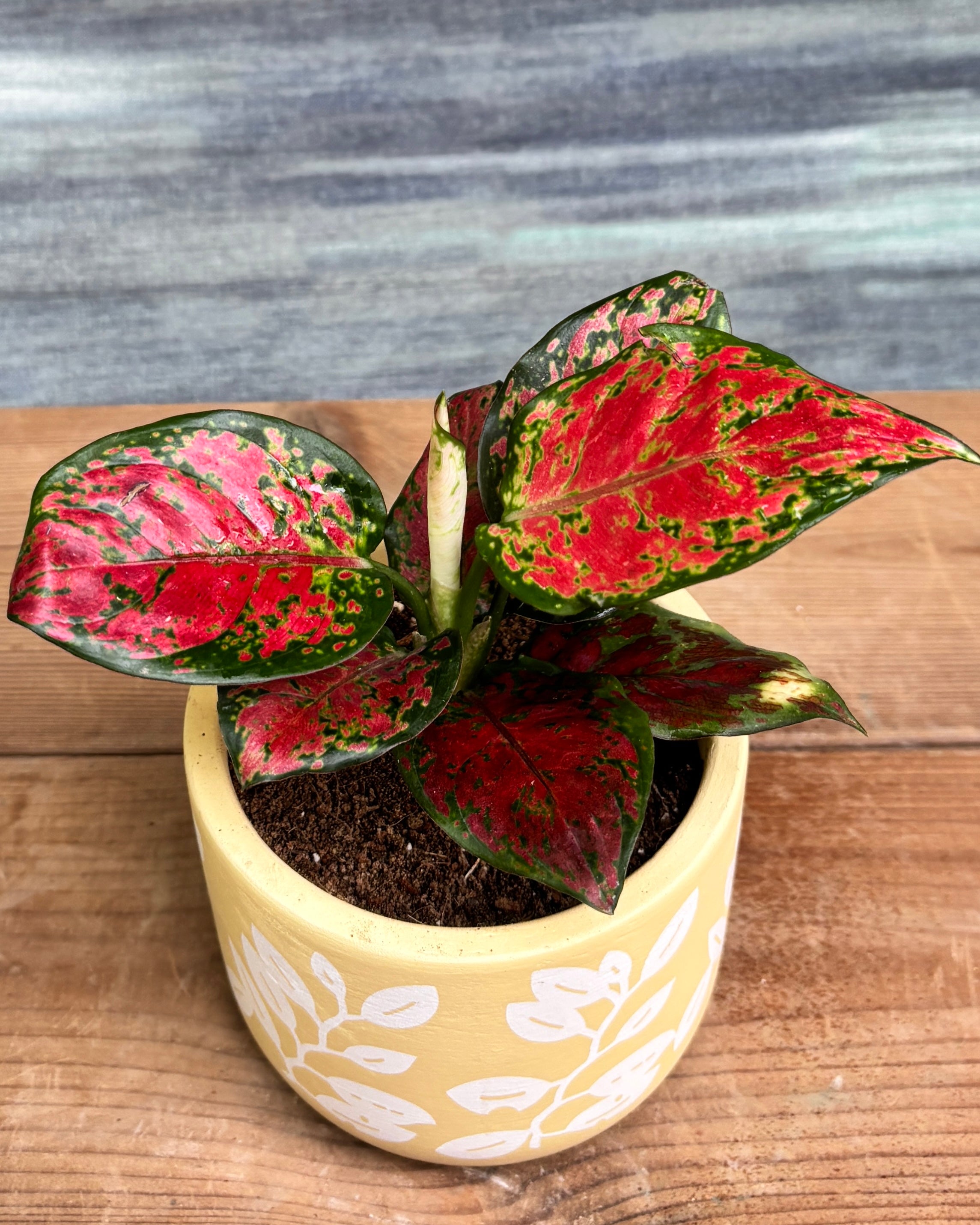 Aglaonema Red-Pink in Yellow Basil from Planterie, a thoughtful indoor plant gift for housewarming, birthdays and corporate gifting in Delhi, available as indoor plants online India with care tips for beginners