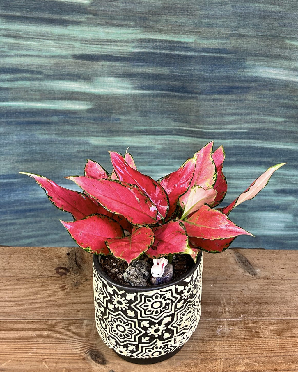 Low maintenance Aglaonema Red-Pink indoor plant from Planterie Delhi, easy plant for low to medium light Indian homes, indoor plant care in Delhi with plant care tips India and best plants for AC rooms in India