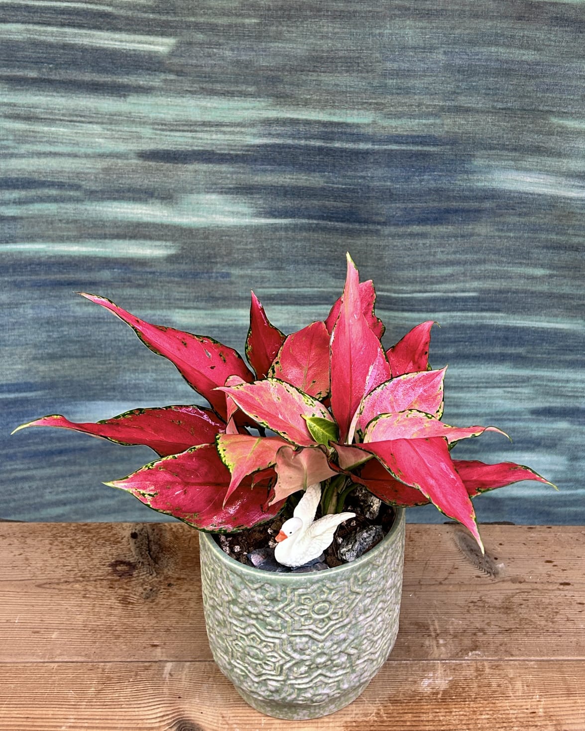 red elephant aglaonema Aglaonema Red-Pink Pink Leaf Indoor Plant in Sage Green Ceramic for Homes in Delhi