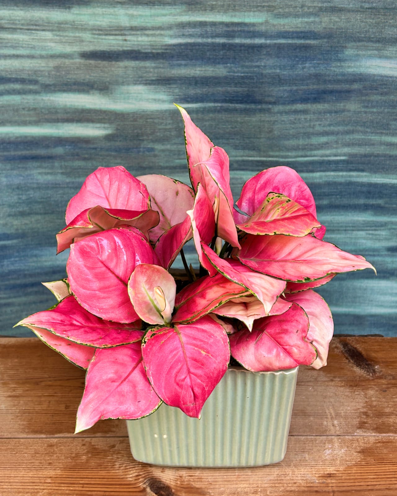 Easy low maintenance Aglaonema Red-Pink pink and red leaf indoor plant in Modbox, best indoor plants for homes in Delhi and beginners in Indian homes