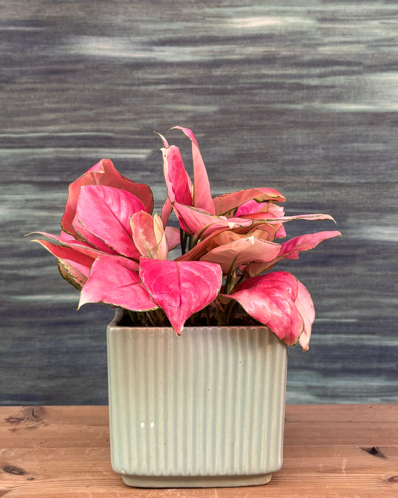 Aglaonema Red-Pink pink leaf indoor plant in sleek Modbox ceramic, low maintenance indoor plant for Delhi homes and modern Indian apartments