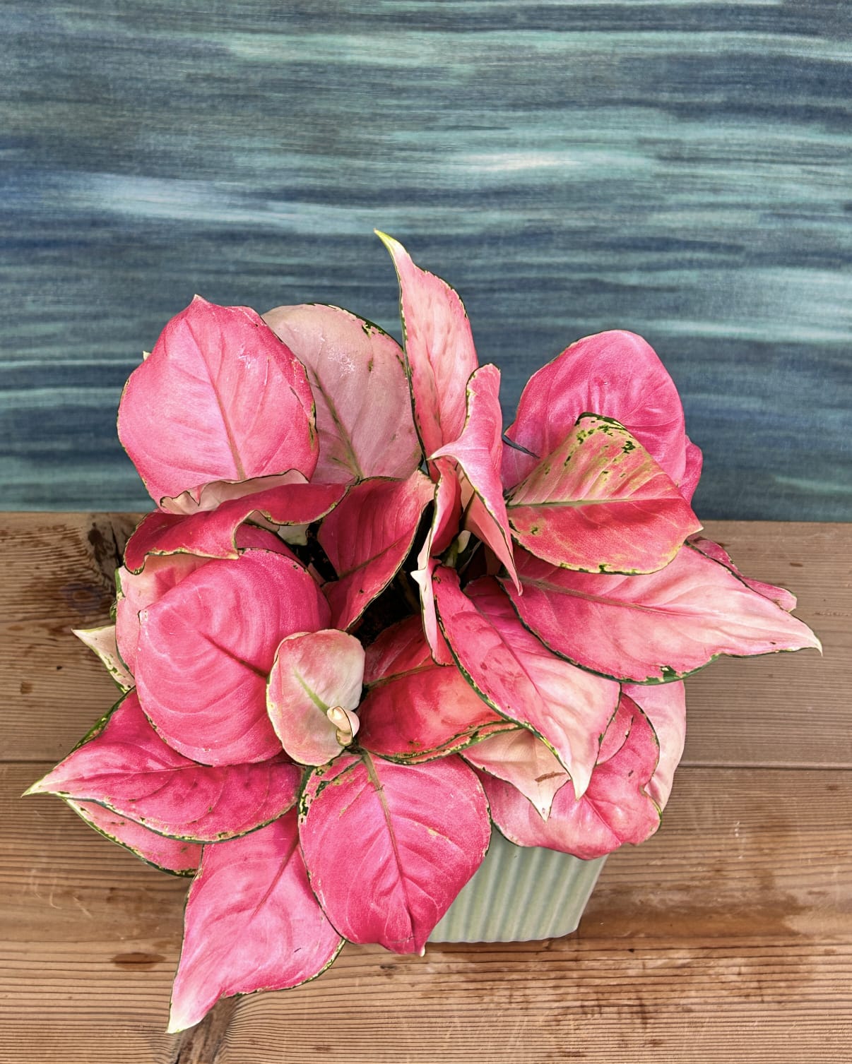 Pink leaf Aglaonema Red-Pink in Modbox from Planterie Delhi, premium indoor plant gift for housewarming and plant gifting in Delhi
