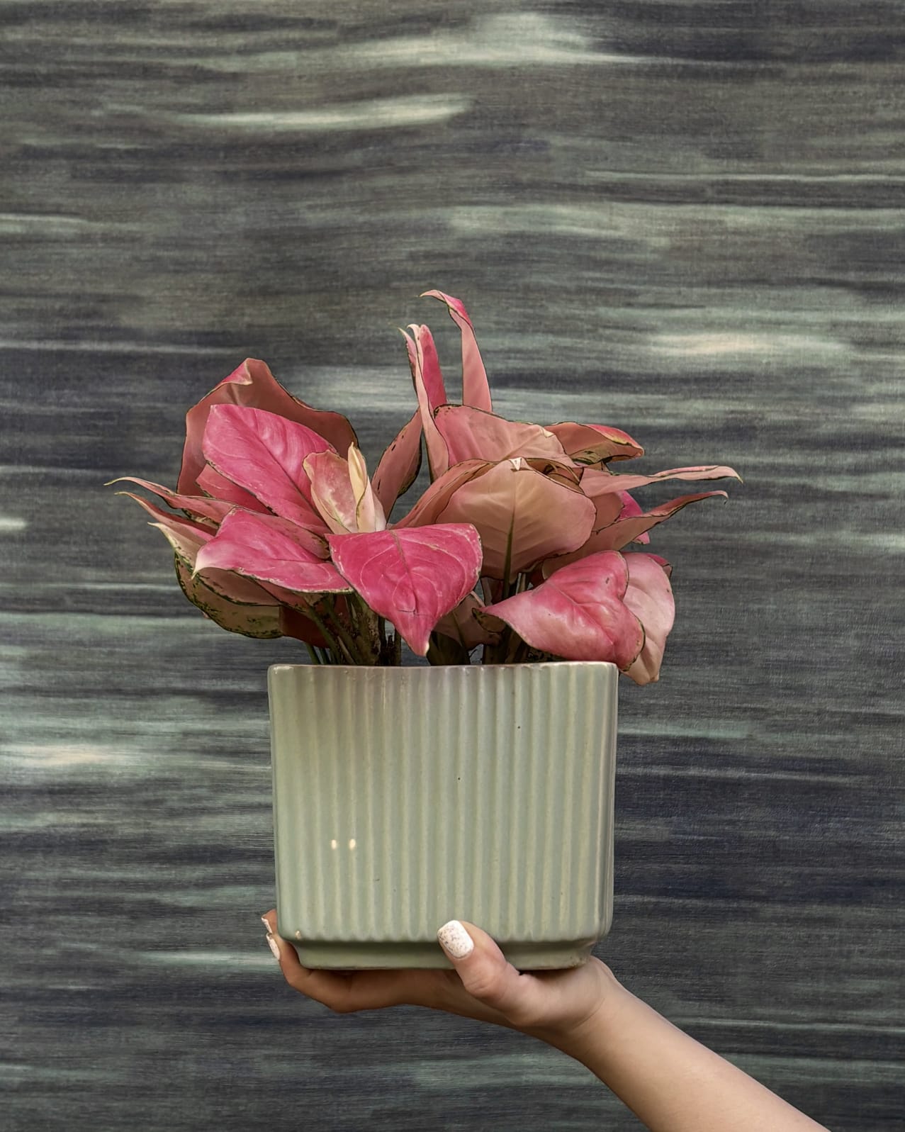 aglaonema arrangement Aglaonema Red-Pink Pink Leaf Indoor Plant in Modbox Ceramic for Homes in Delhi