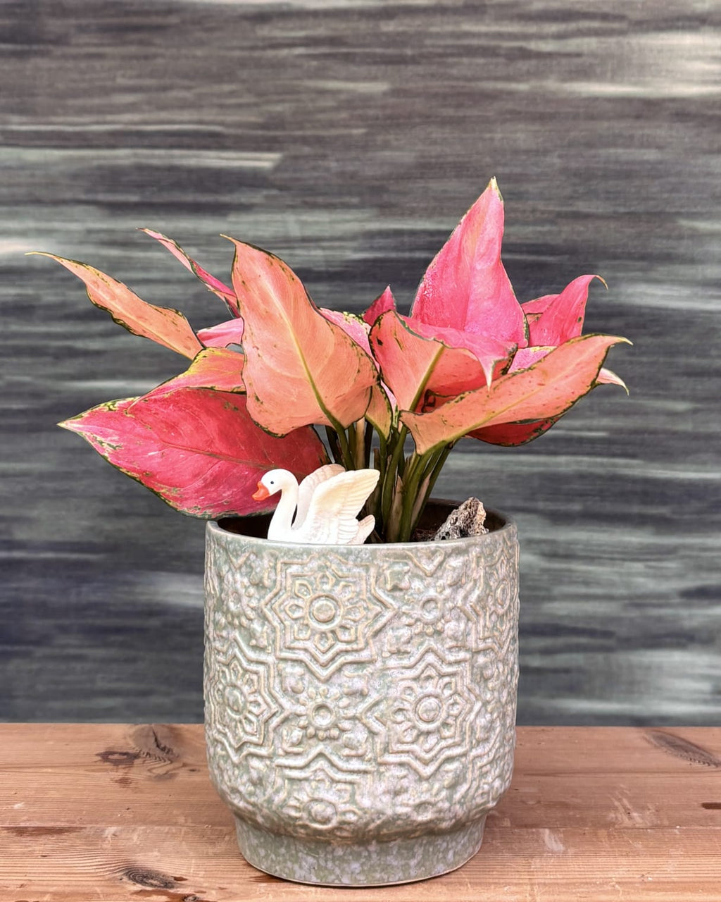 Aglaonema Red-Pink pink leaf indoor plant in sage green ceramic, low maintenance indoor plant for Delhi homes and small apartments