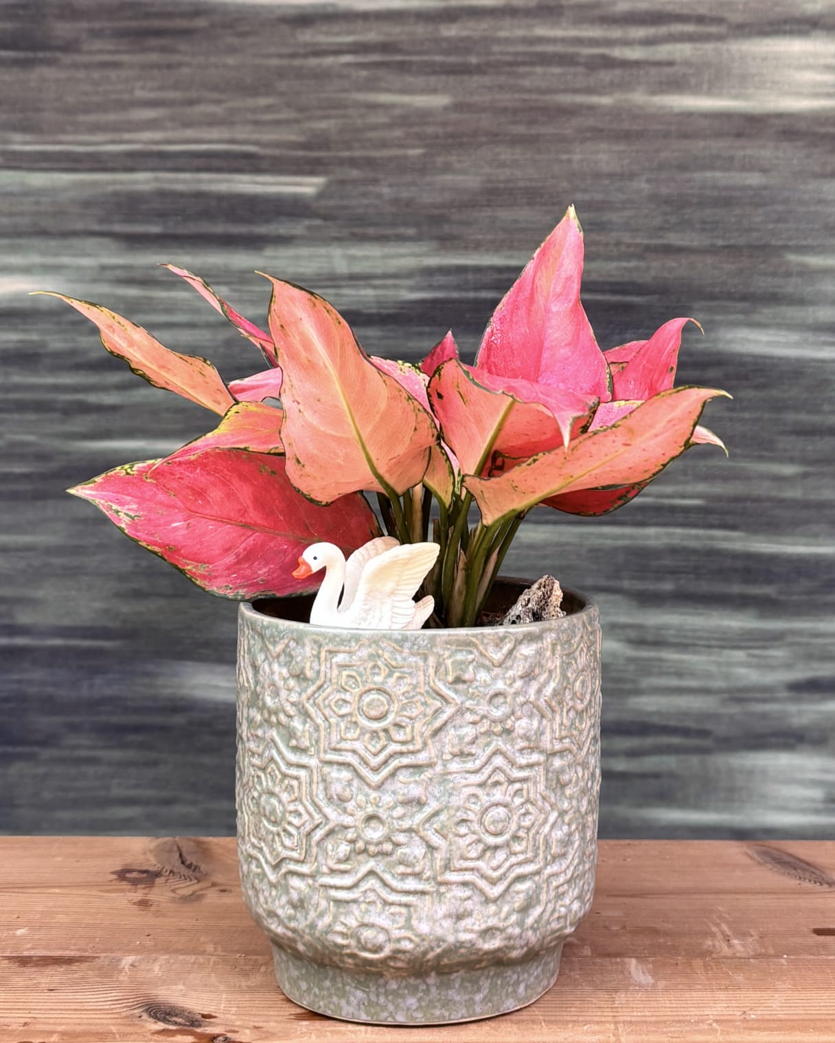 Aglaonema Red-Pink pink leaf indoor plant in sage green ceramic, low maintenance indoor plant for Delhi homes and small apartments