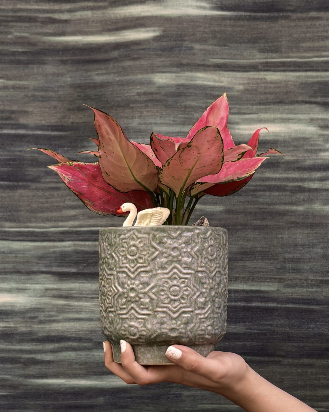 Pink leaf Aglaonema Red-Pink indoor plant gift from Planterie Delhi, table top plant for living room and bedroom in Indian homes