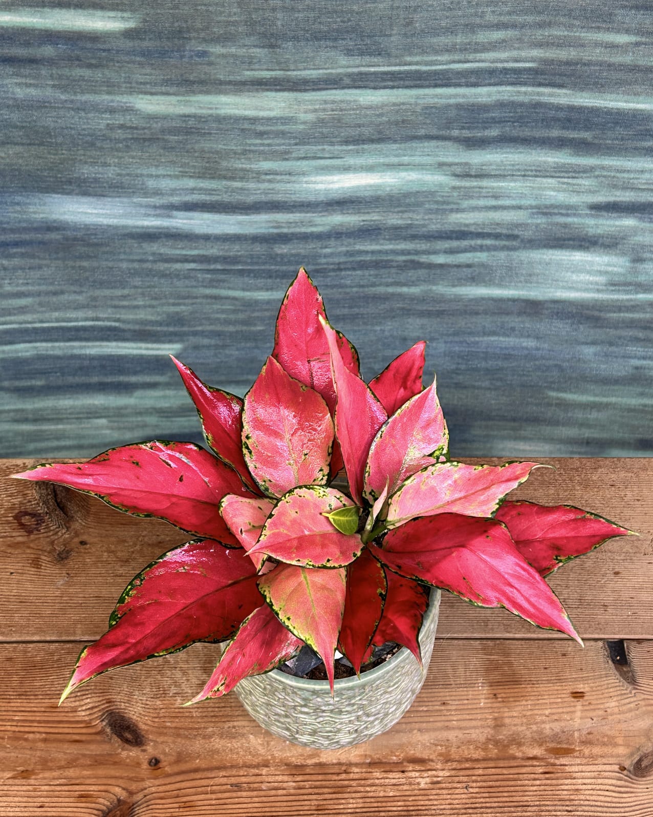 Pink leaf indoor plant Aglaonema Red-Pink from Planterie plant cafe in south Delhi, best indoor plants for homes and office desk styling