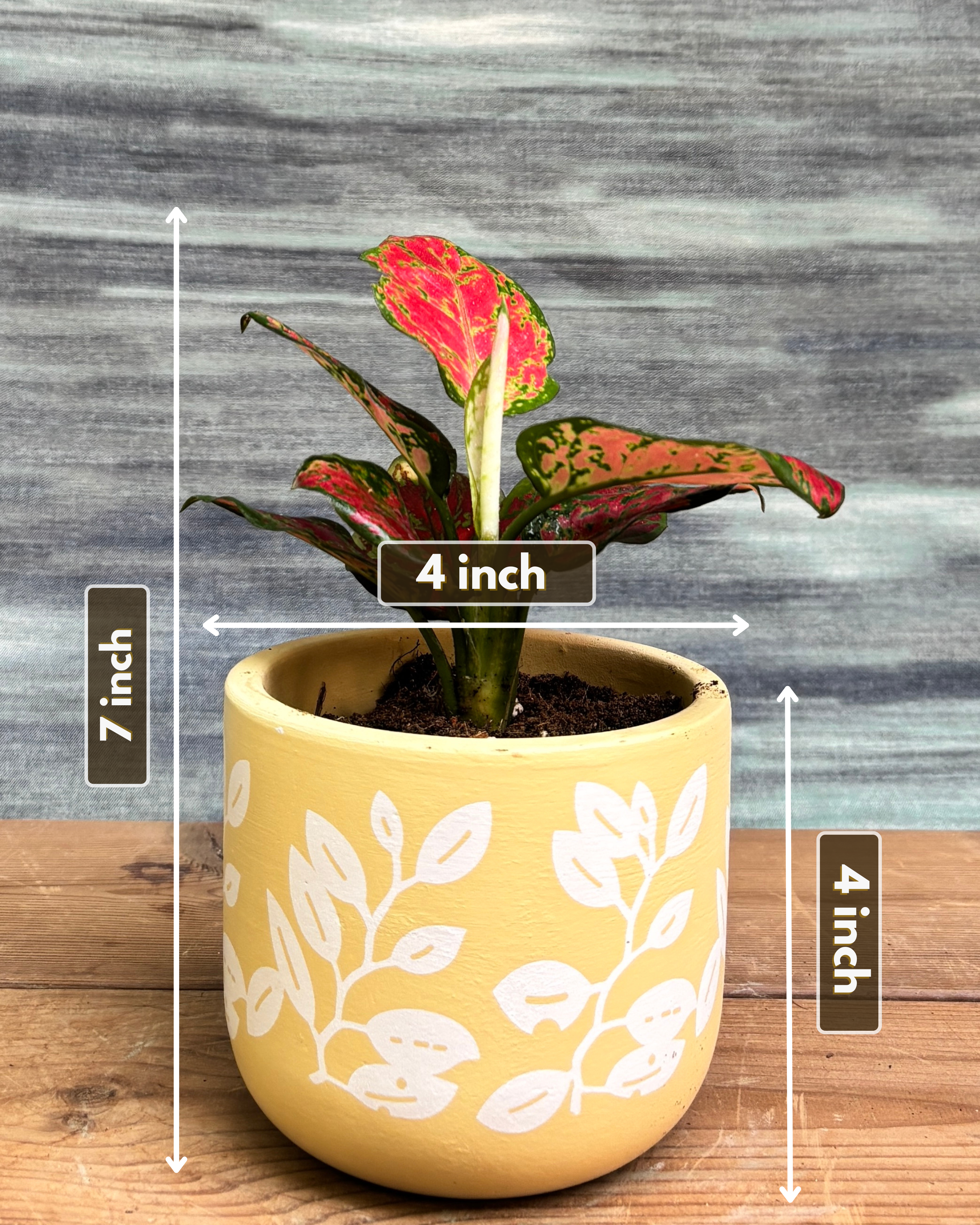 Aglaonema Red-Pink in Yellow Basil from Planterie, showing the full plant with glossy green leaves and vibrant red-pink hues in the Yellow Basil pot from a side view, displaying the complete plant height and pot proportions for dimensions perfect for Indian homes and plant gifts in Delhi