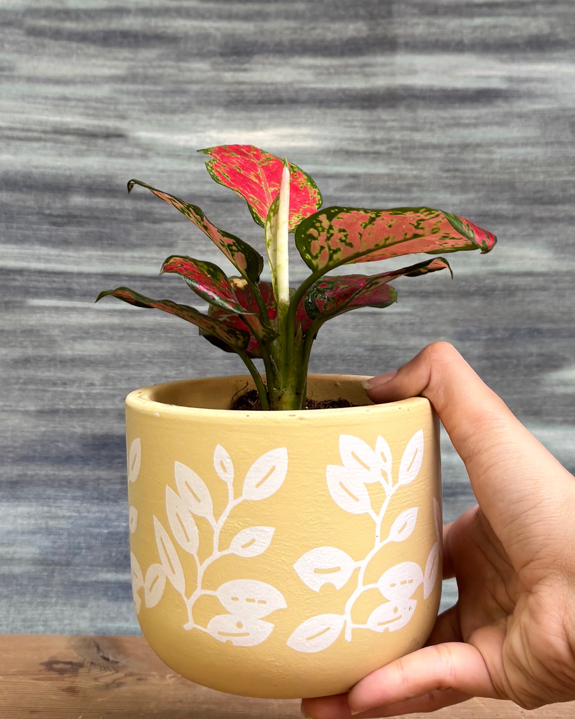 Elegant Aglaonema Red-Pink in a Yellow Basil pot from Planterie, ideal as a tabletop plant for living rooms, work desks and bedside tables, adding a vibrant, colorful touch to modern Indian homes