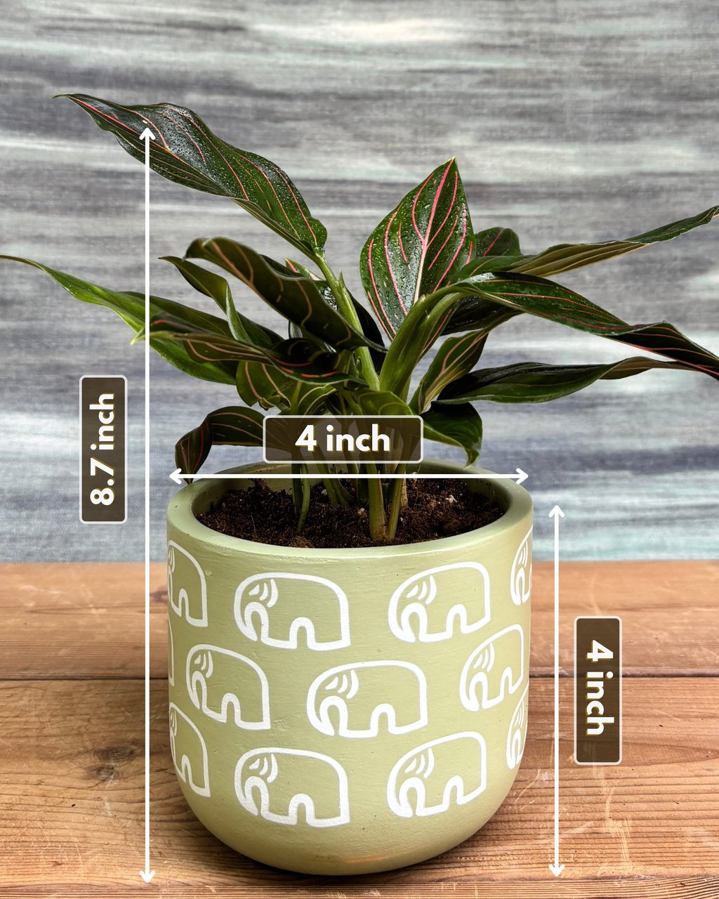 Close-up of Aglaonema Red Vein in Green Elephant from Planterie, showing the glossy deep-green leaves with beautiful red vein patterns and the distinctive Green Elephant pot design, highlighting the plant's elegant indoor beauty perfect for Indian homes and plant gifts in Delhi