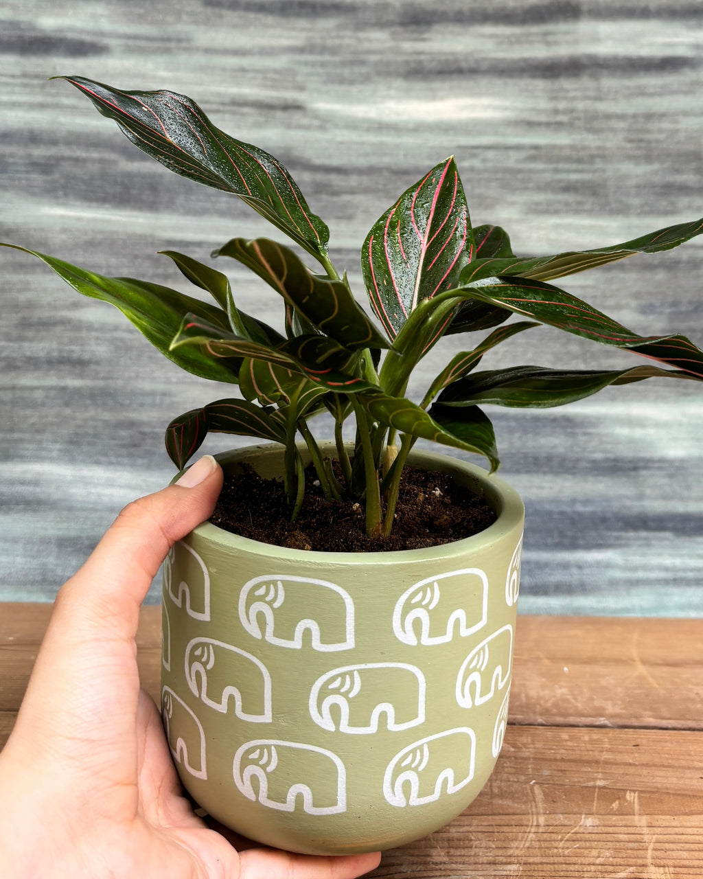 Elegant Aglaonema Red Vein in a Green Elephant pot from Planterie, ideal as a tabletop plant for living rooms, work desks and bedside tables, adding a vibrant, artistic touch to modern Indian homes