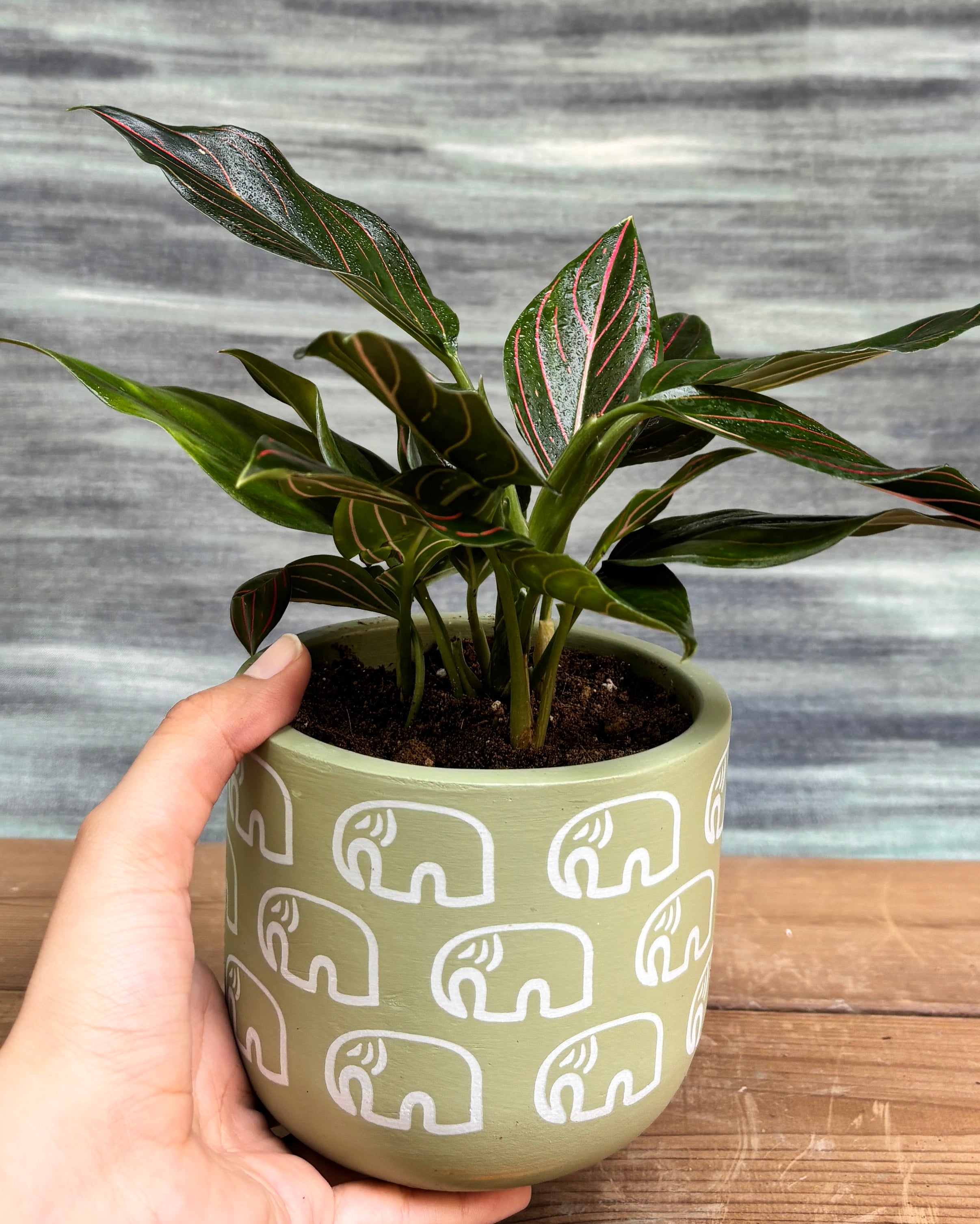 Elegant Aglaonema Red Vein in a Green Elephant pot from Planterie, ideal as a tabletop plant for living rooms, work desks and bedside tables, adding a vibrant, artistic touch to modern Indian homes