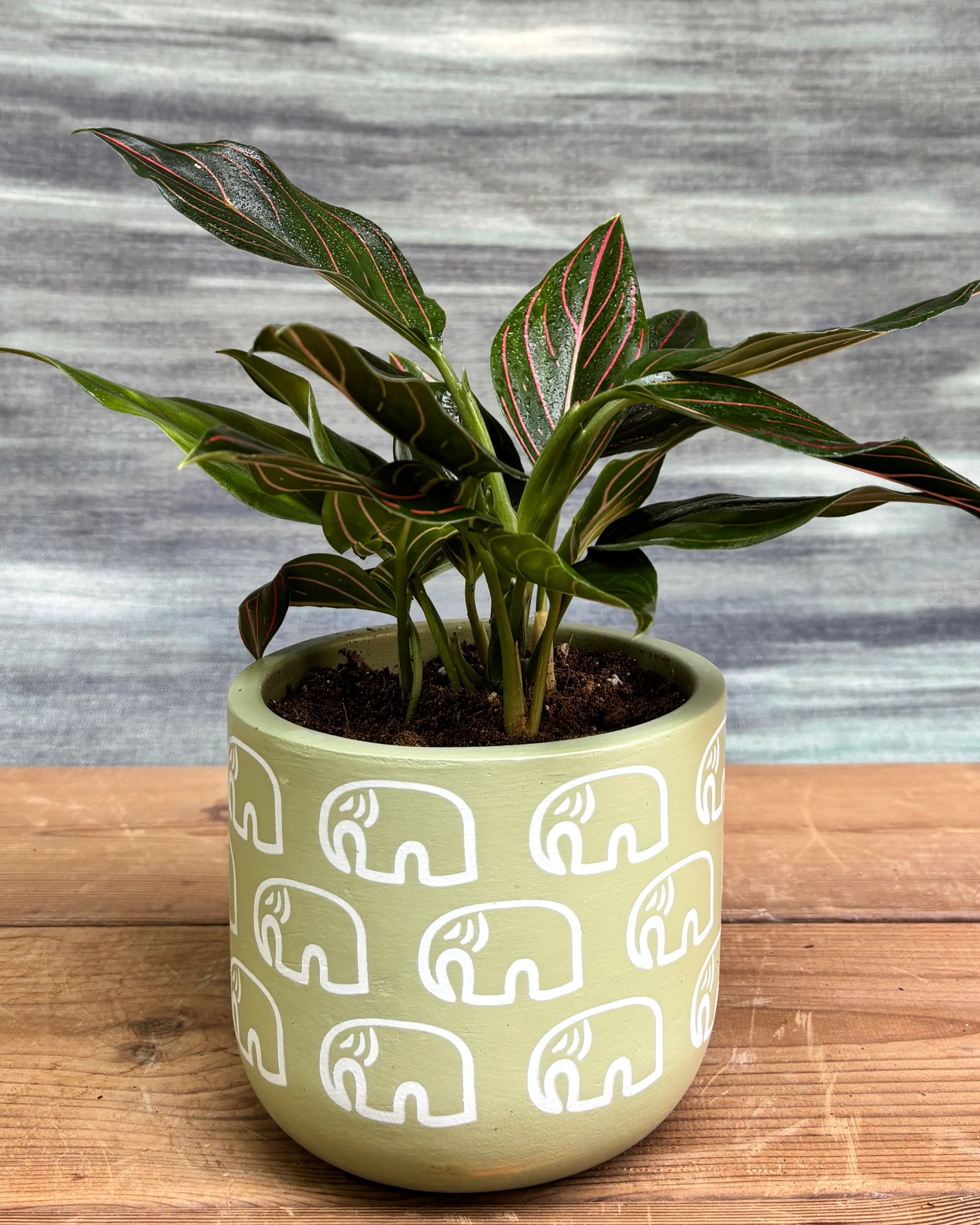 Aglaonema Red Vein in Green Elephant from Planterie, a graceful indoor plant with glossy green leaves and striking red veins potted in a unique Green Elephant pot, perfect as an indoor flowering plant for homes in Delhi and plant gifts in Delhi