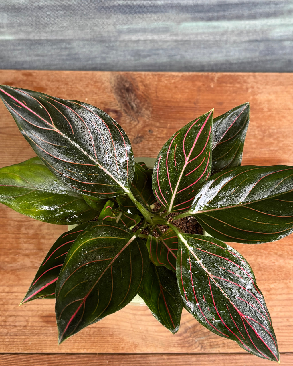 Aglaonema Red Vein in Green Elephant, a low light tolerant, air purifying indoor plant that helps freshen indoor air and thrives in bright indirect light or medium light corners in Indian apartments and offices