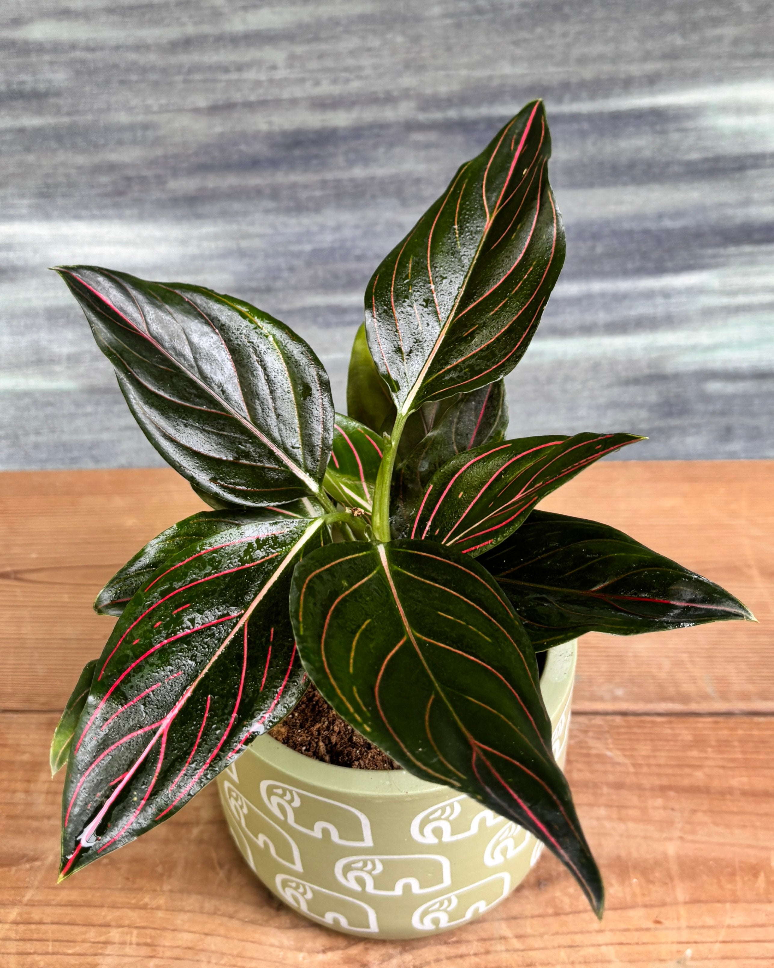 Aglaonema Red Vein in Green Elephant from Planterie, a thoughtful indoor plant gift for housewarming, birthdays and corporate gifting in Delhi, available as indoor plants online India with care tips for beginners