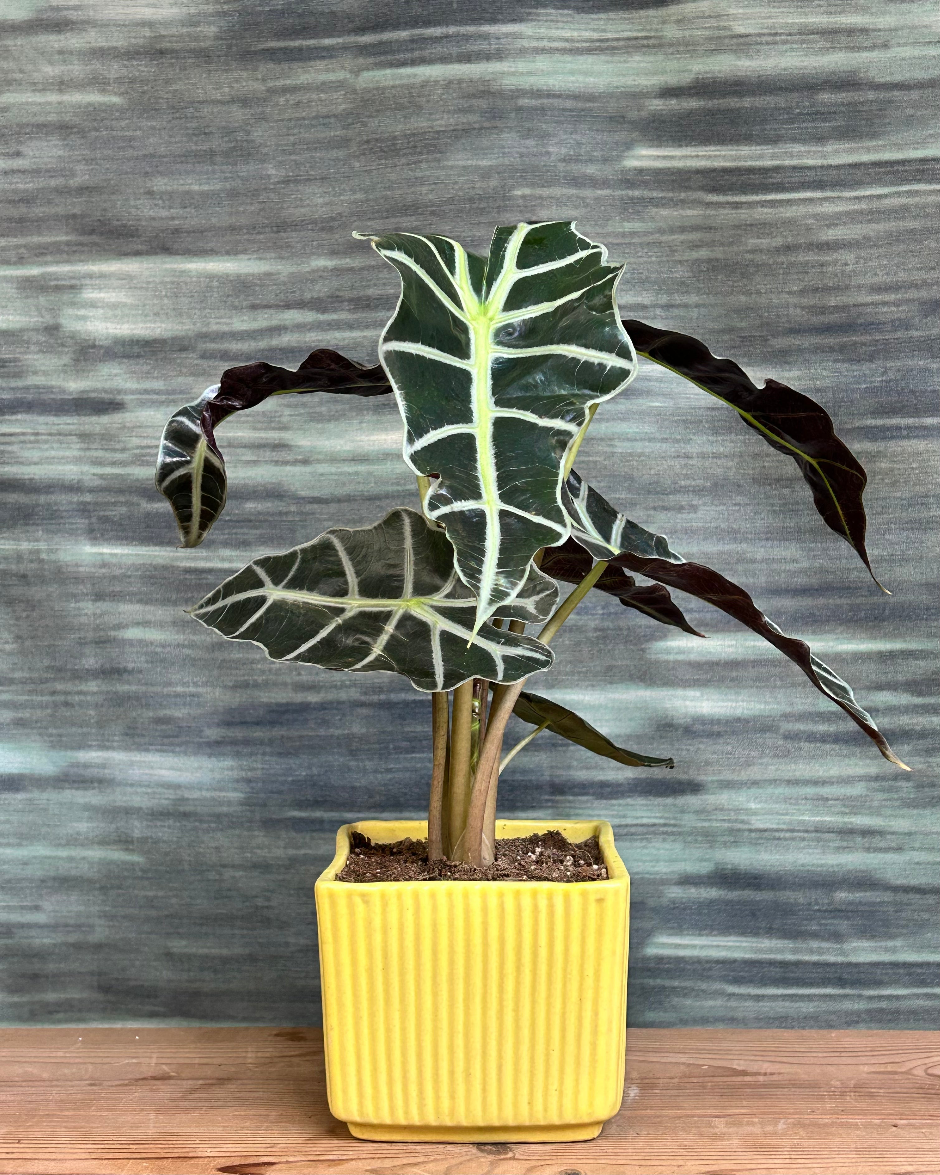 Alocasia Polly African mask plant in yellow ceramic Modbox from Planterie, indoor plants in Delhi, low maintenance indoor plants for beginners, plant studio in Delhi, indoor plants online India

