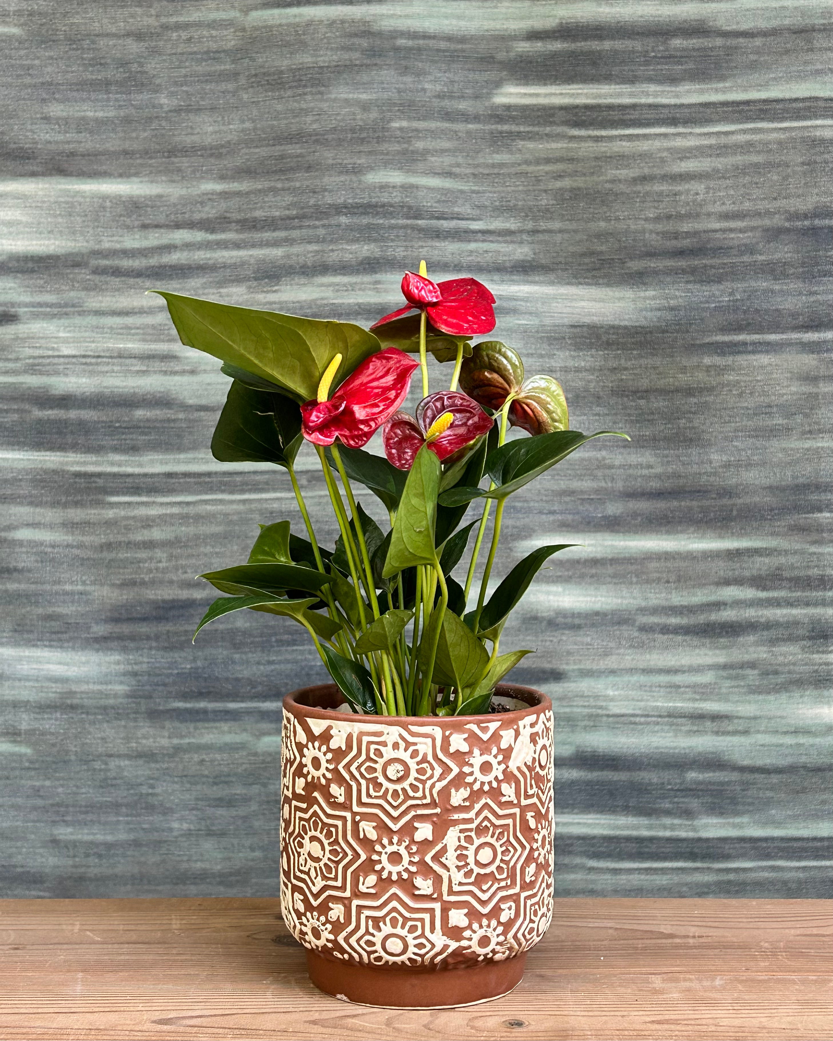 Anthurium Flamingo indoor plant with glossy heart shaped green leaves and red flamingo flowers in a warm brown block finish from Planterie, perfect indoor plants in Delhi for centre table plant arrangements and modern Indian homes.